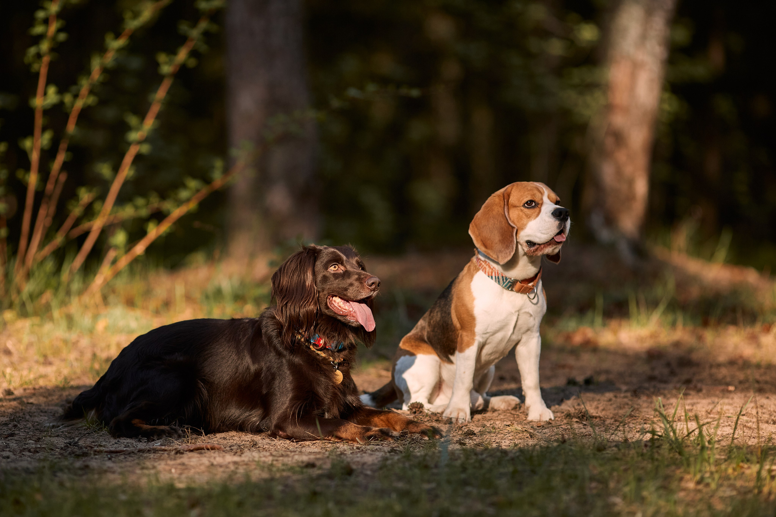 Гайд. Фотограф-анималист Мартынова Анастасия