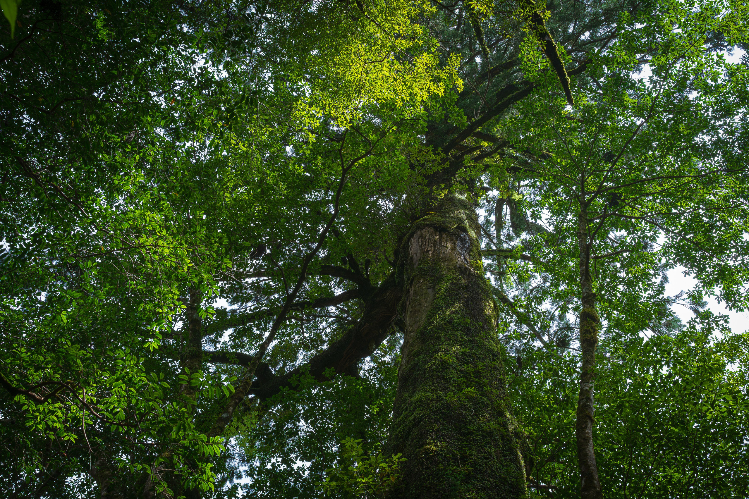 Yakushima, Якусима, 屋久島, Japan island, Japanese nature, UNESCO World Heritage, Kyushu island, Kagoshima prefecture, subtropical island, Yakushima island Japan, travel Japan, nature Japan, Yakushima forest, Yakusugi, cedar forest, ancient cedar, moss forest, Shiratani Unsuikyo, mystical forest, rain forest Japan, subtropical forest, green nature, hiking Yakushima, Yakushima travel, Japan hidden gem, off the beaten path Japan, island adventure, Japanese countryside, nature lovers, Japan photography, travel photography, landscape photography