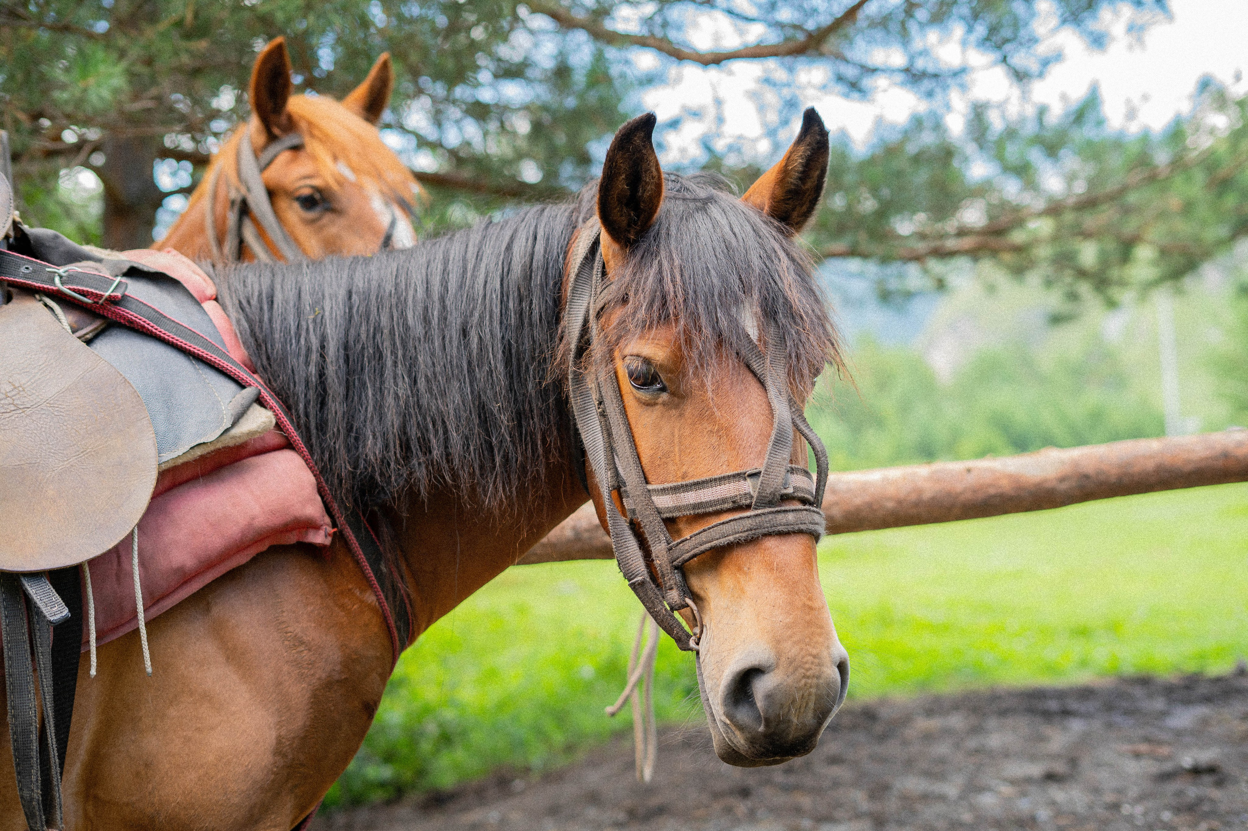 Цена на услуги фотографа Новосибирск Краснообск