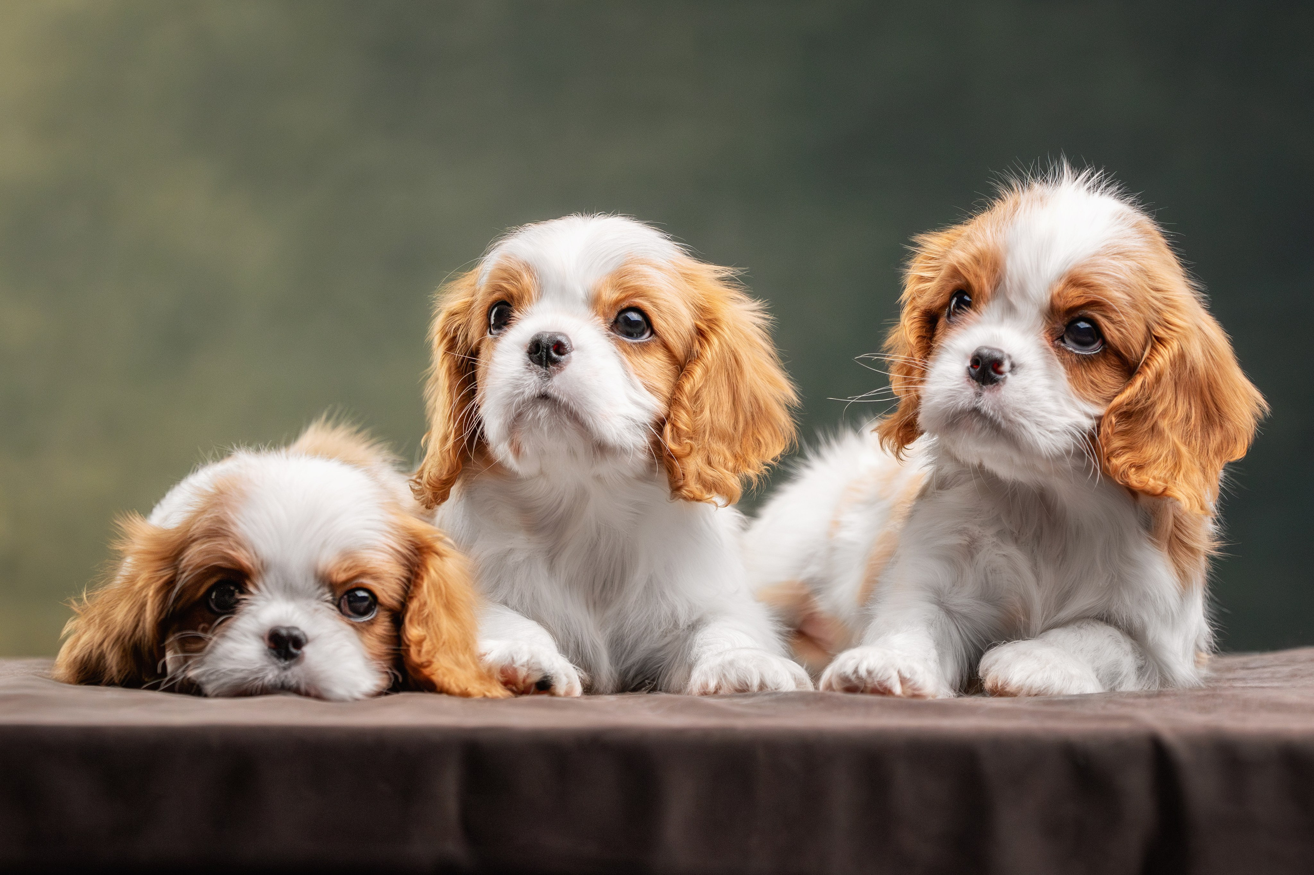 Стоимость фотосъемки собаки. Фотограф-анималист Юлия Зубкова