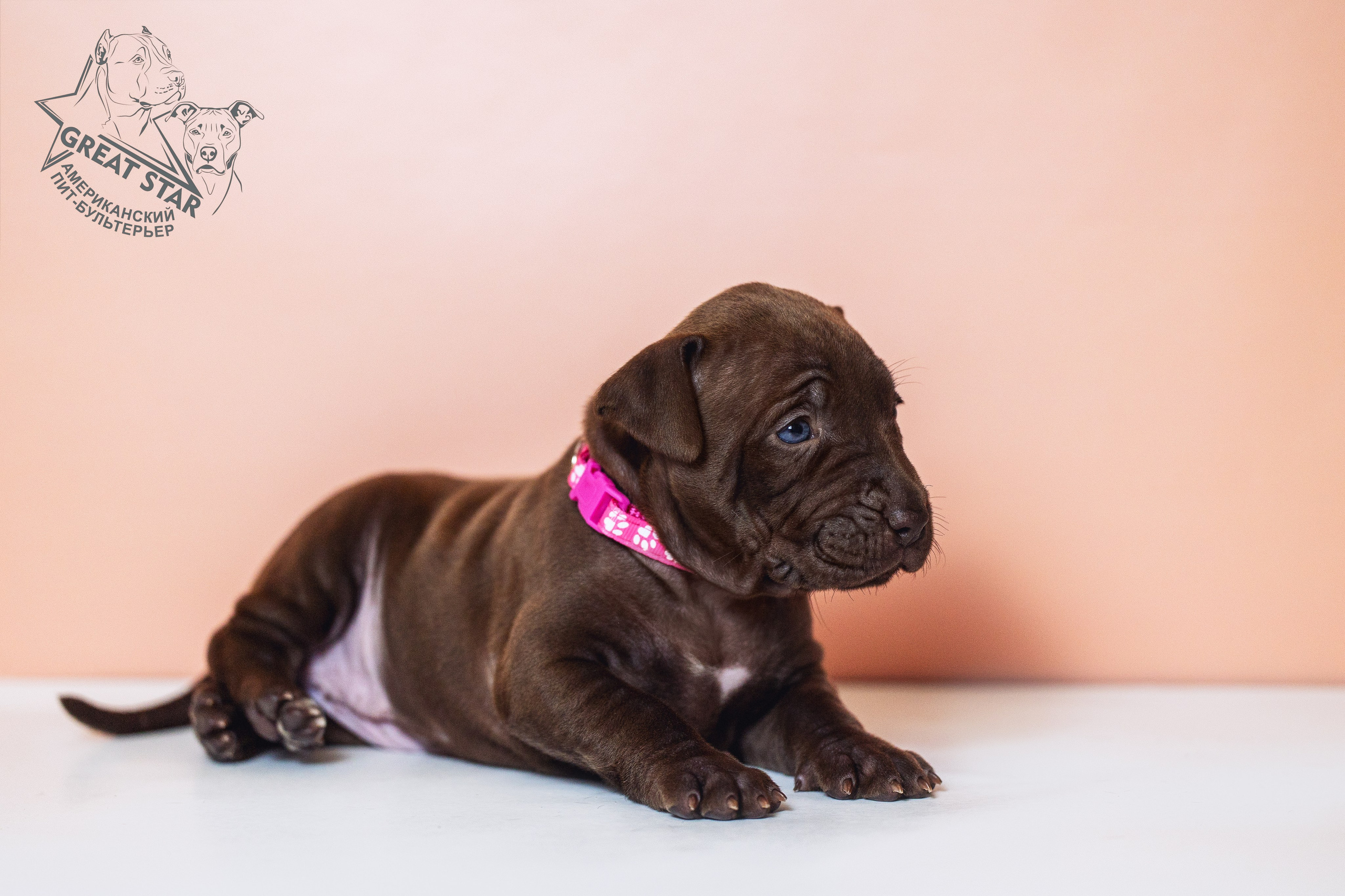 Услуги. Фотограф для людей и их питомцев Вика Шальнева