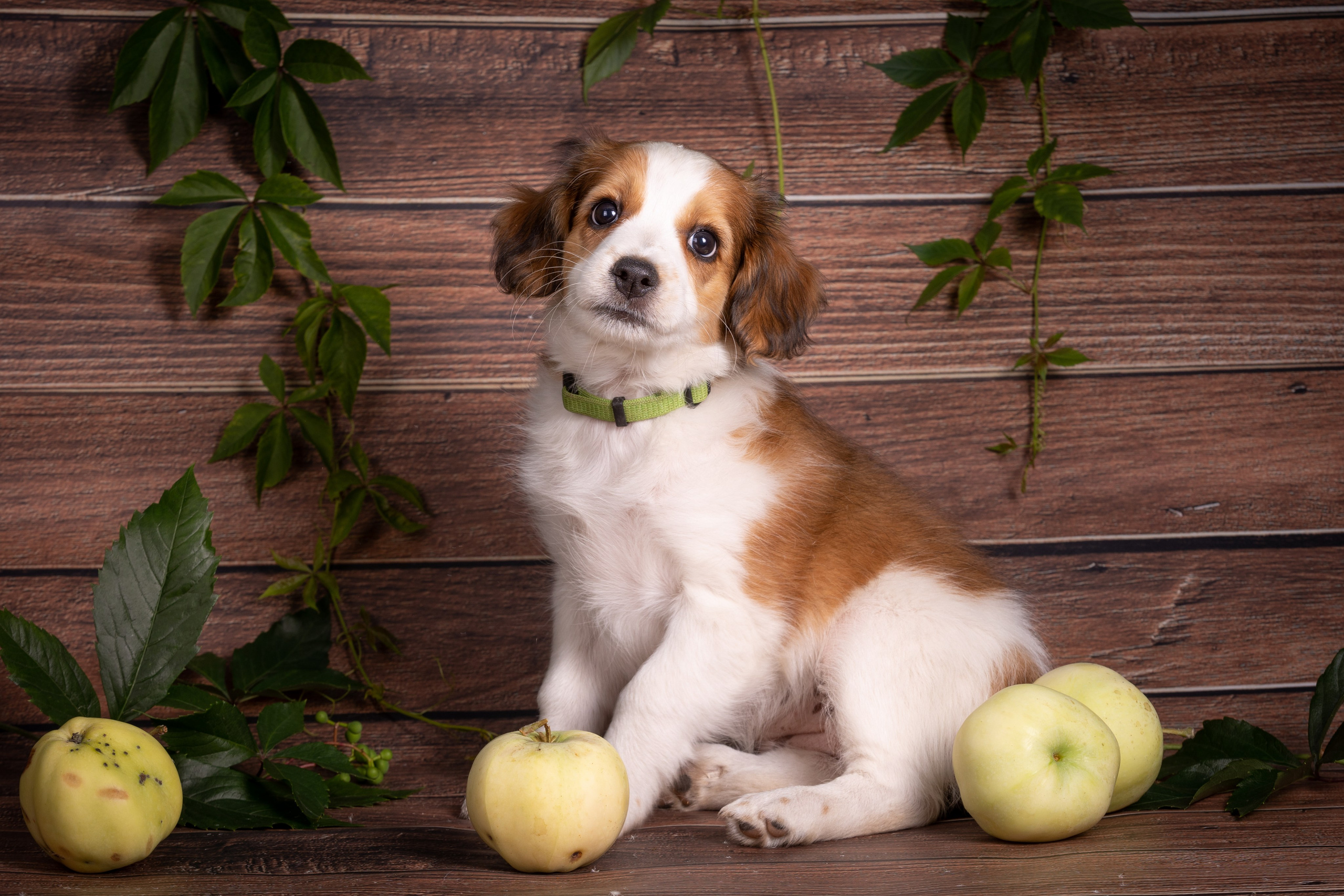 Фоны. Фотограф-анималист Natalia Deingel | Фотосъемка собак в Москве