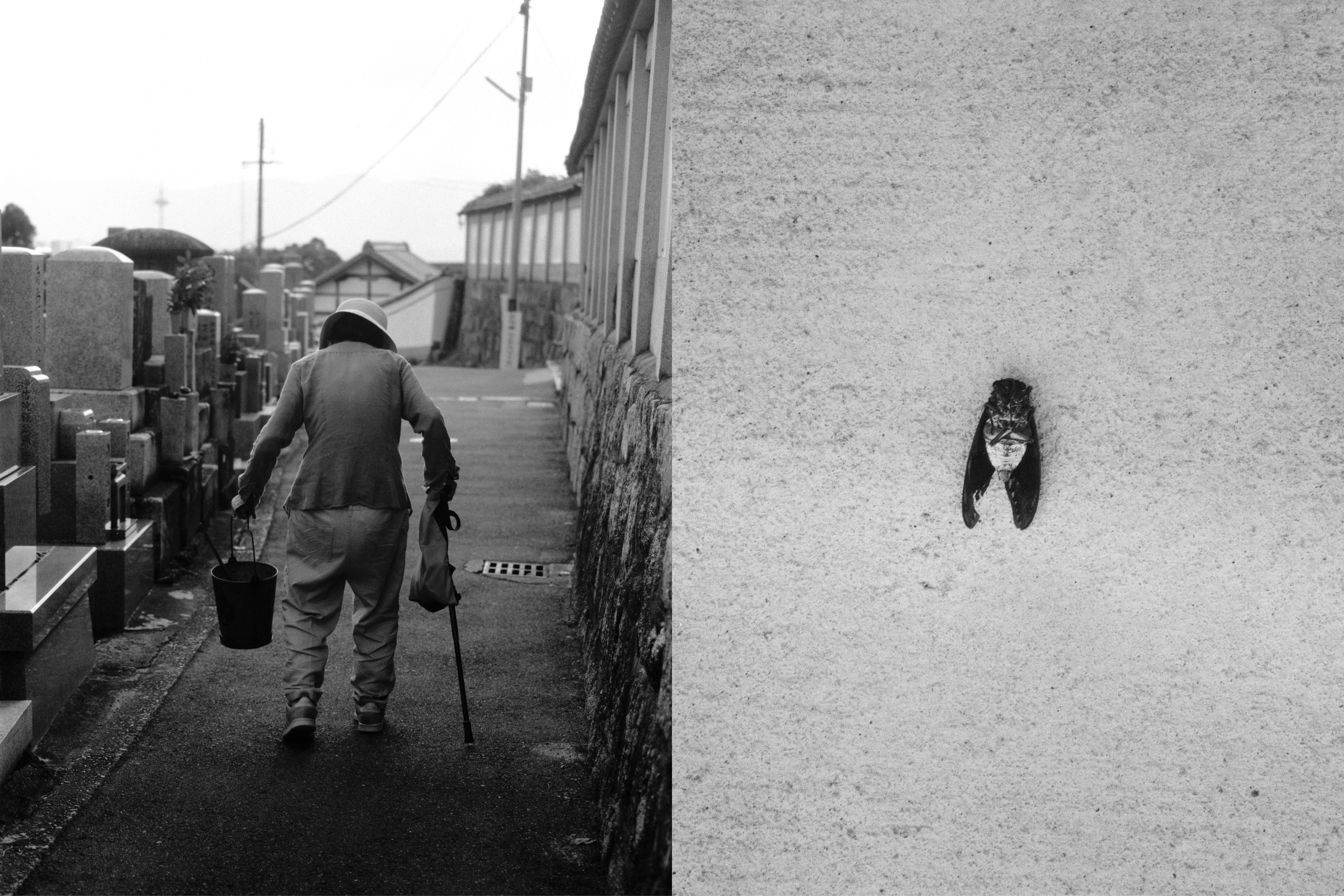 Shozoga. Nemowaa