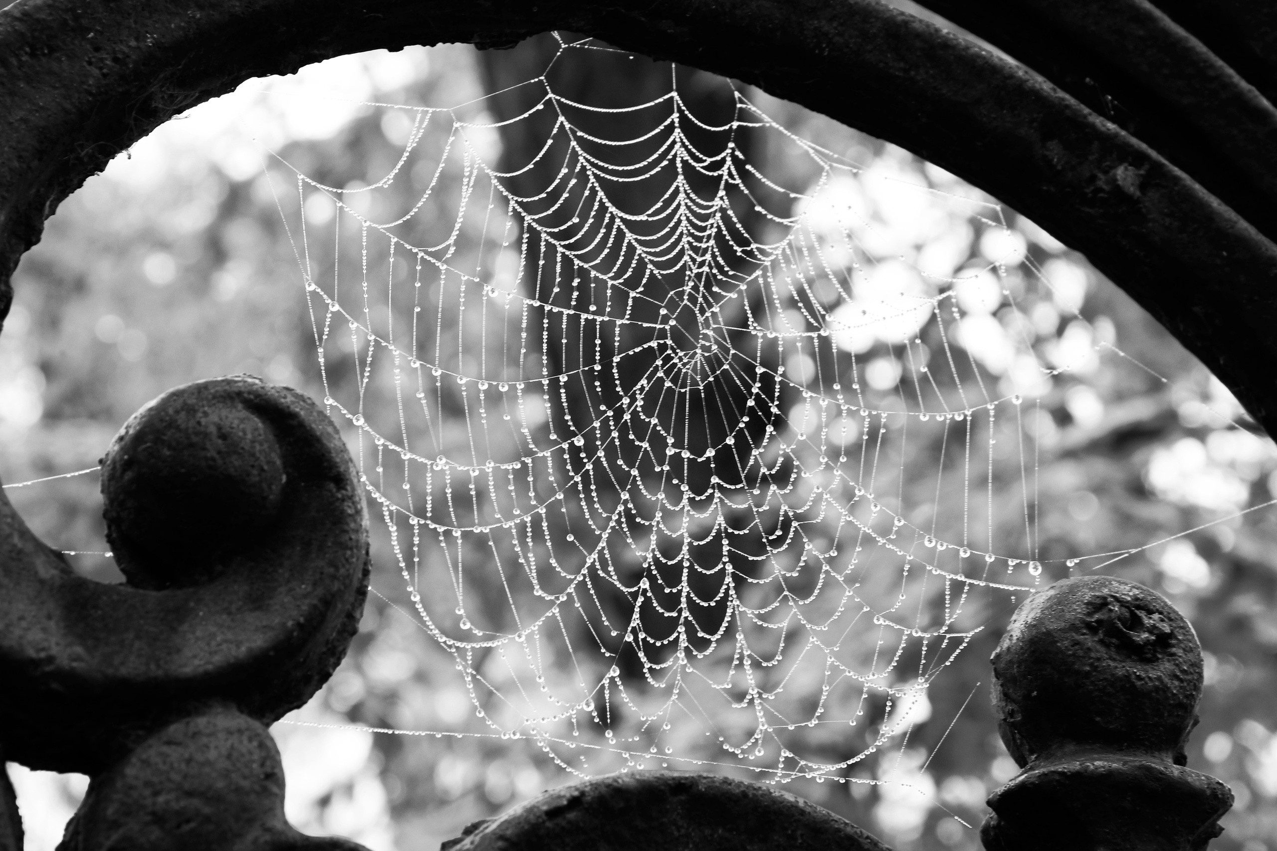 Поршнева Мария. Организация фотовыставок в Петербурге и Москве, MFamilia (МФамилия)