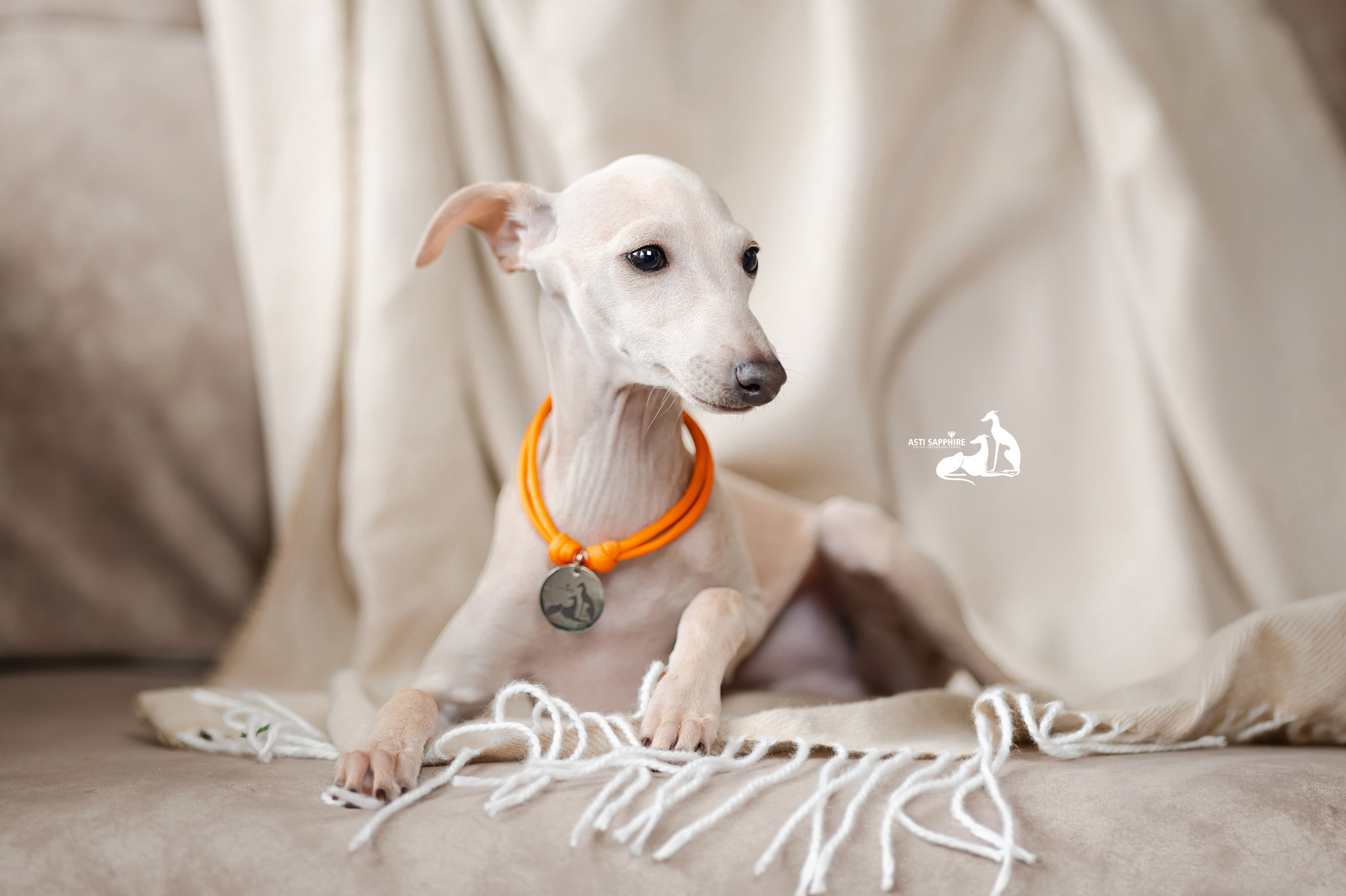 Отель. Professional Italian Greyhound Kennel RKF/FCI ASTI SAPPHIRE 💎 Sochi|St. Petersburg