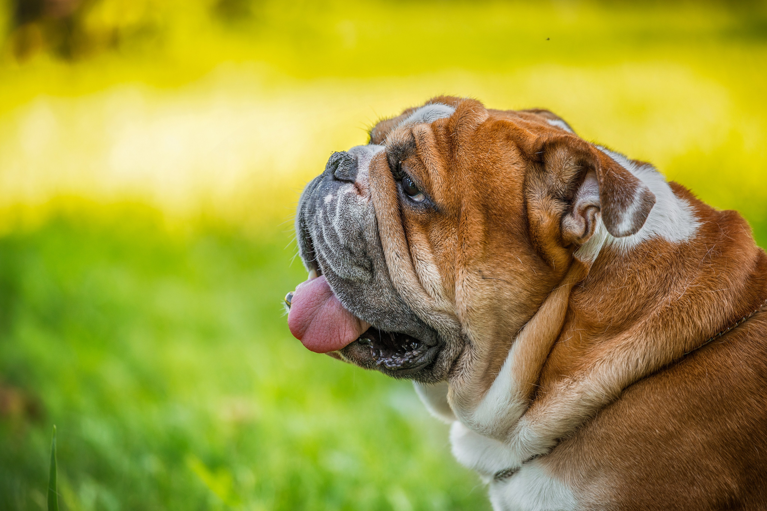 Для клиентов. Фотограф для Вашей собаки