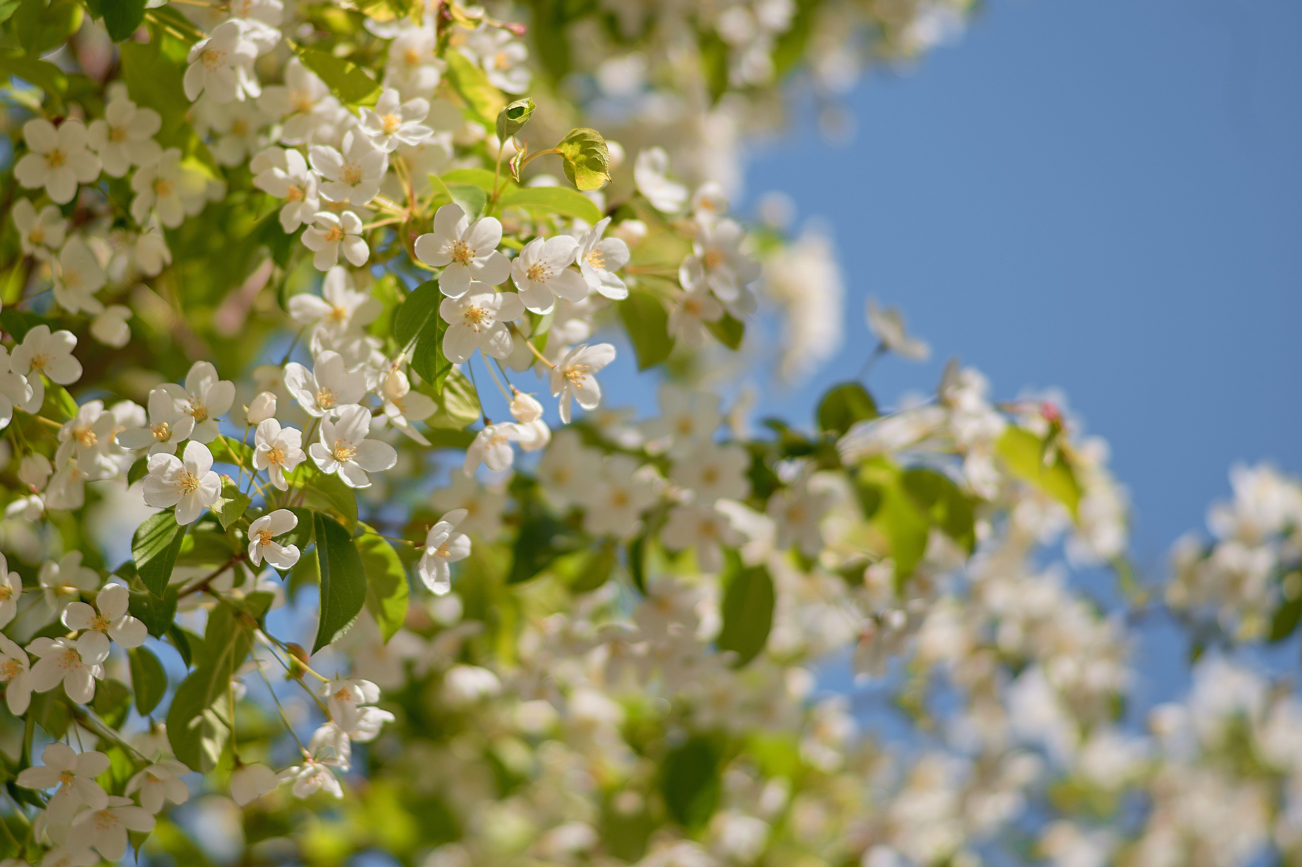 Цветение яблонь. Фотограф в Москве Анастасия Баева