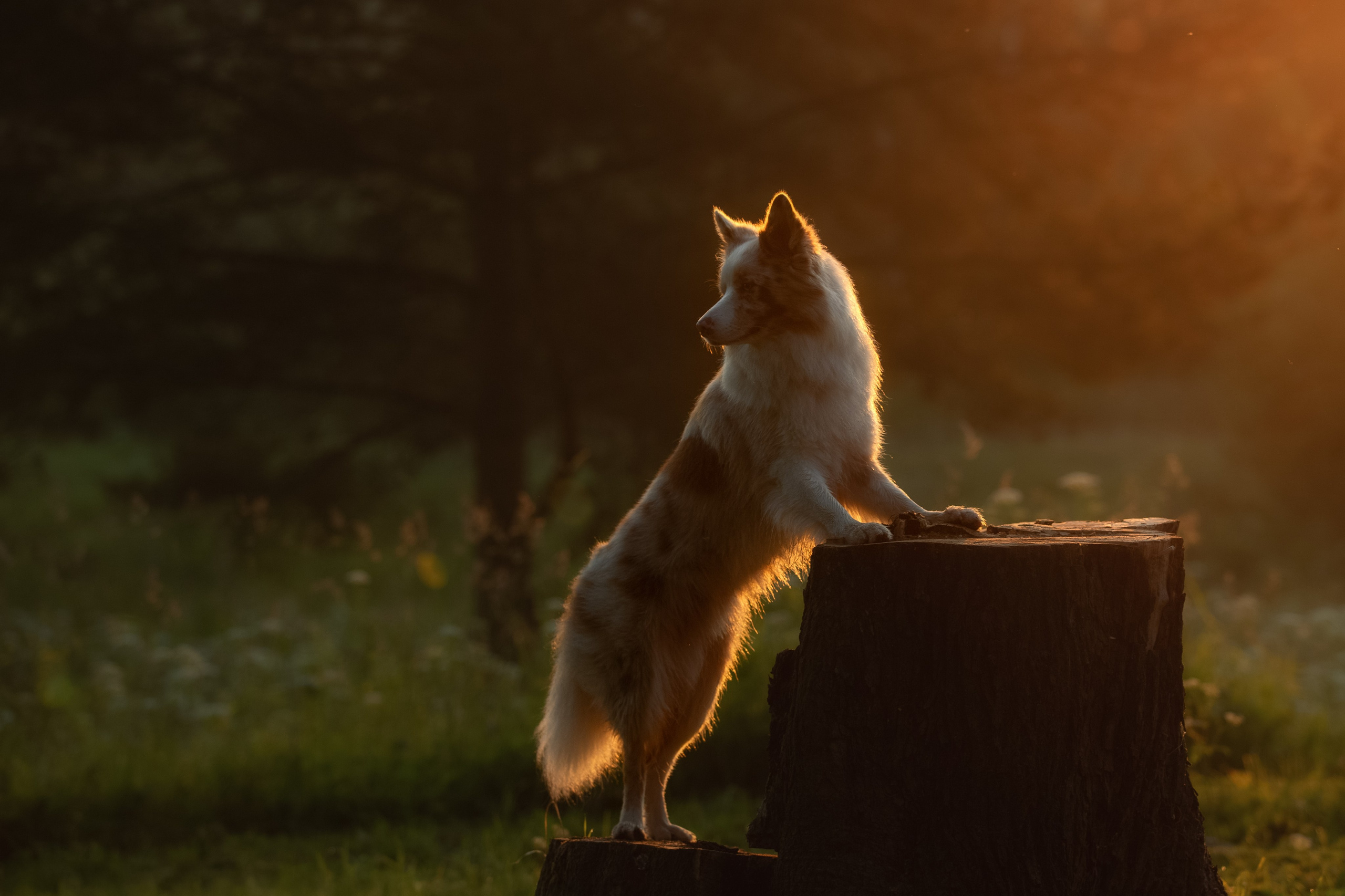 Фотопрогулки. Фотограф-анималист в Калуге Мария Шерскова