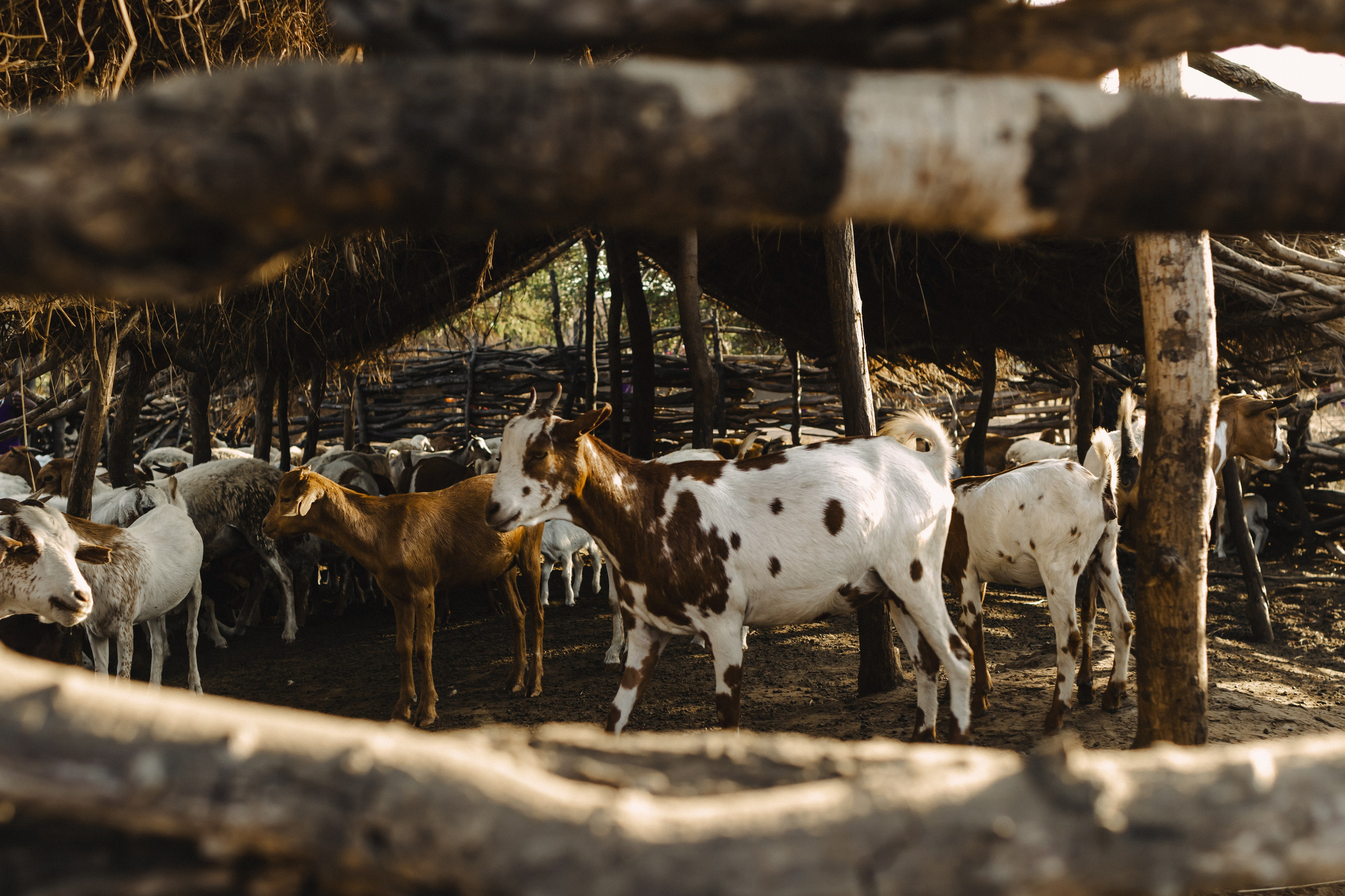 Фотограф Николай Шевченко