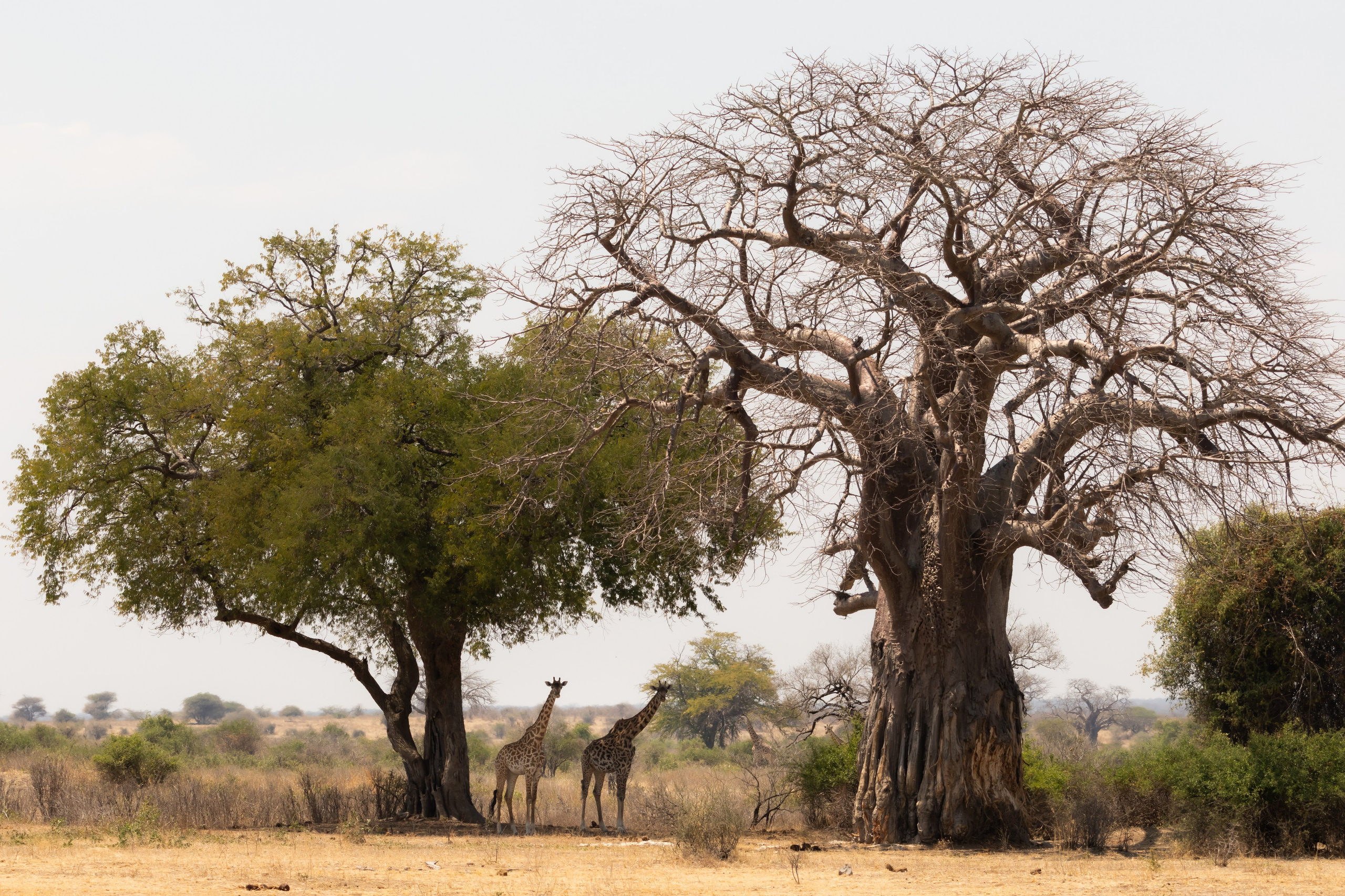 Фотограф Николай Шевченко