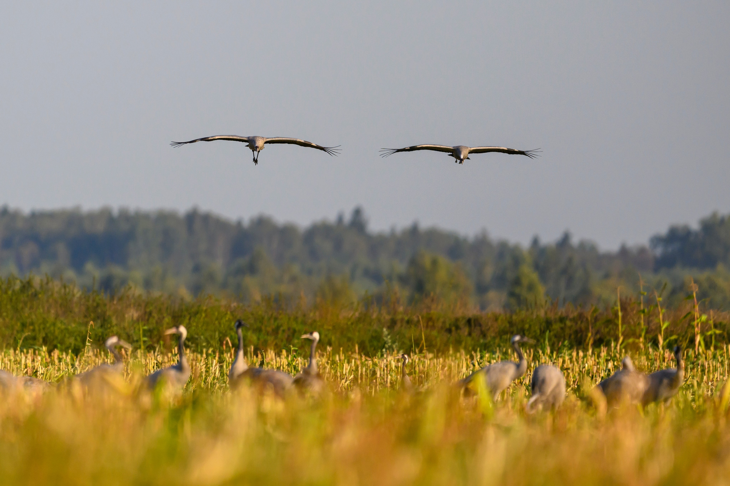 Журавли сели не туда. Cranes landed into the wrong place. Фотограф Сергей Пупонин