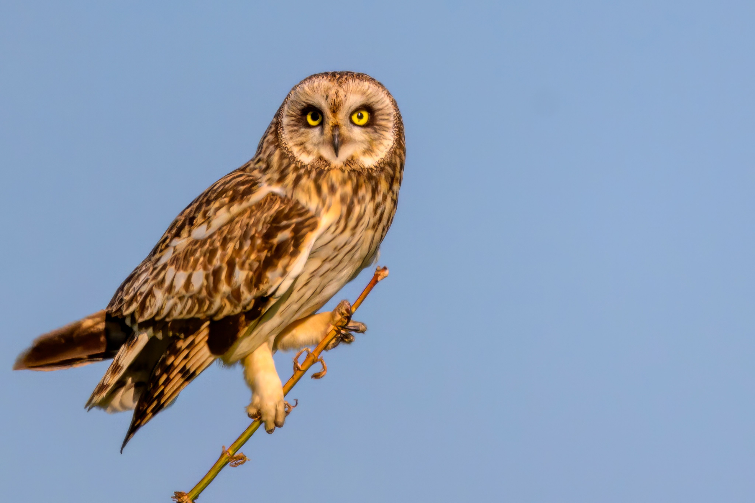 Охота сов и разбой средь бела дня!. Wildlife photography by Sergey Puponin