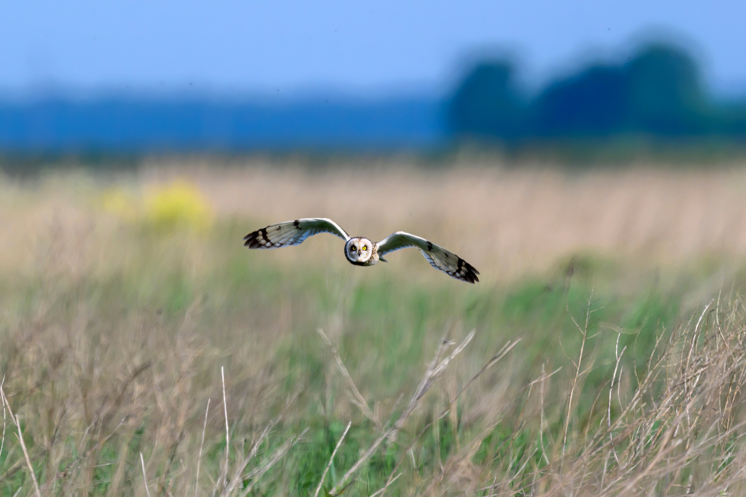 Охота совы. Wildlife photography by Sergey Puponin