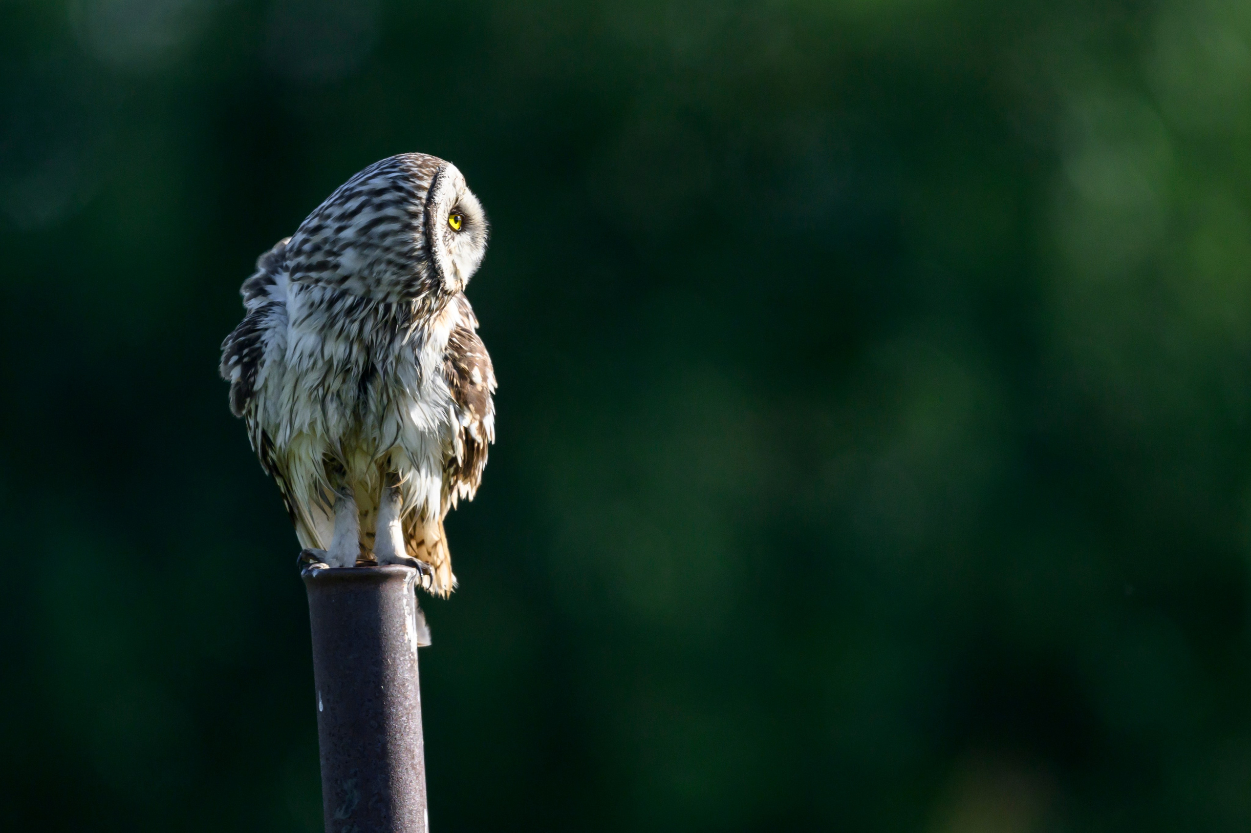 Утро в гостях у сов. Morning visiting the owls. Wildlife photography by Sergey Puponin