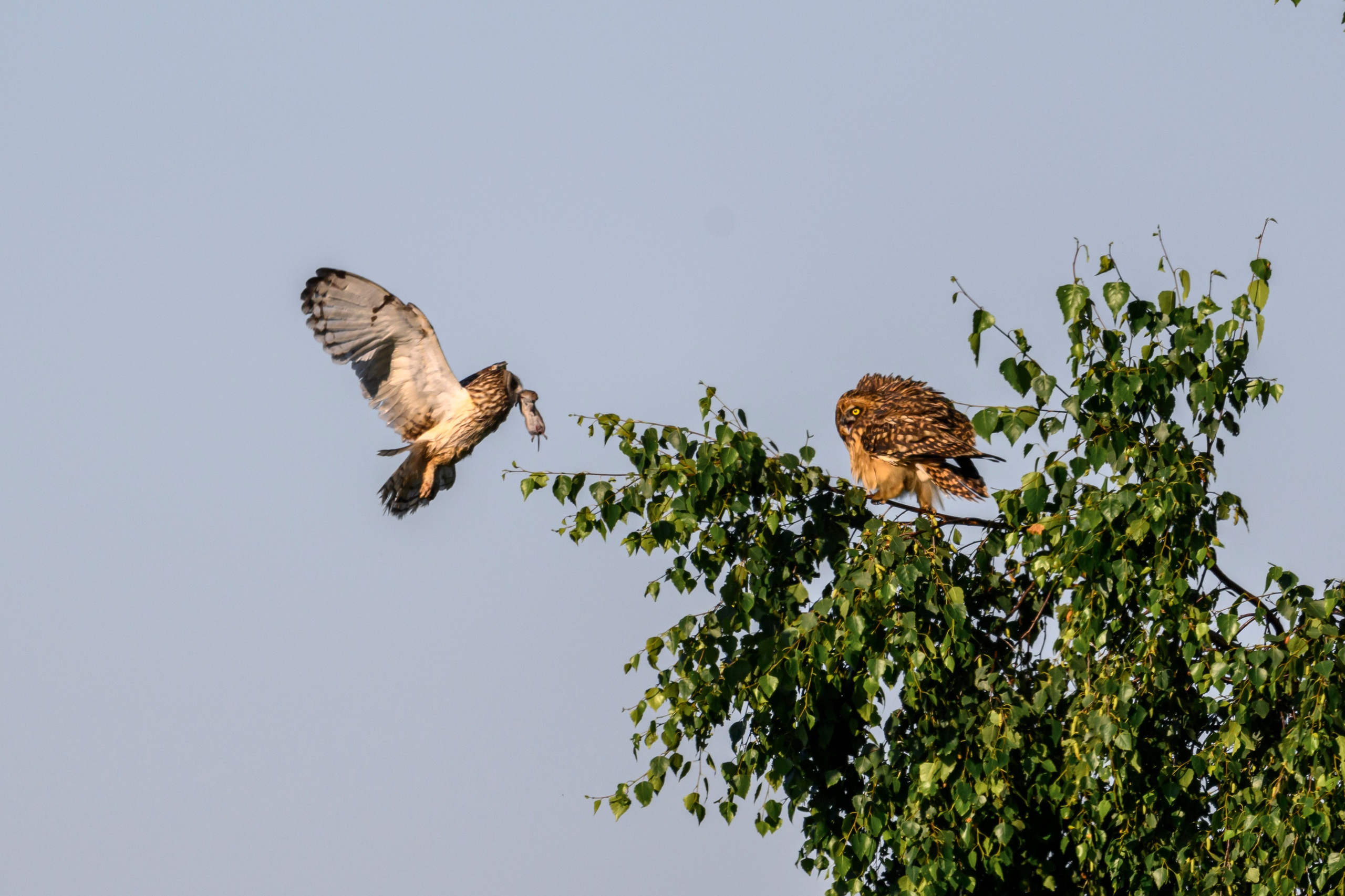 Утро в гостях у сов. Morning visiting the owls. Wildlife photography by Sergey Puponin