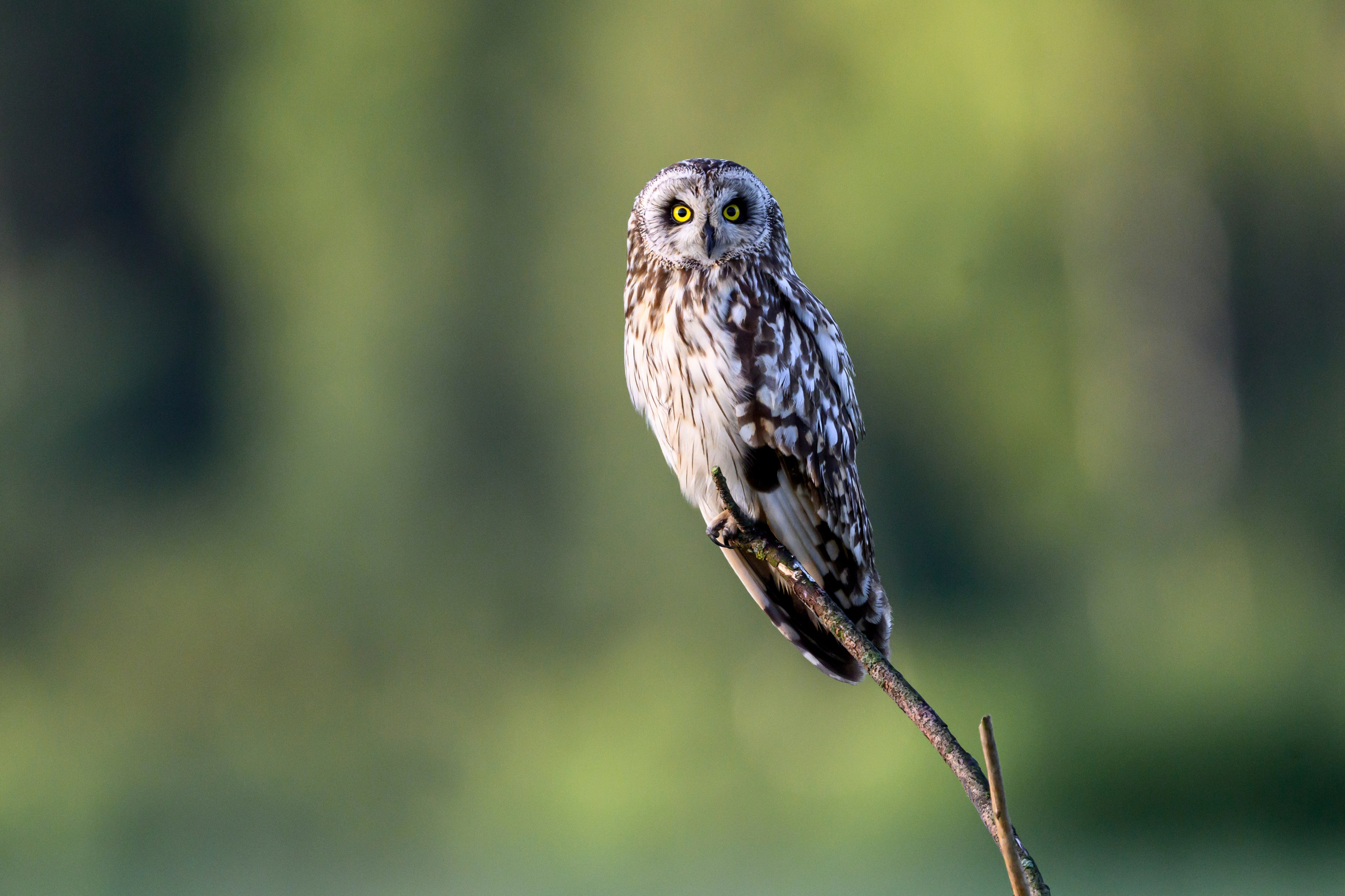 Совята. The owlets. Фотограф Сергей Пупонин