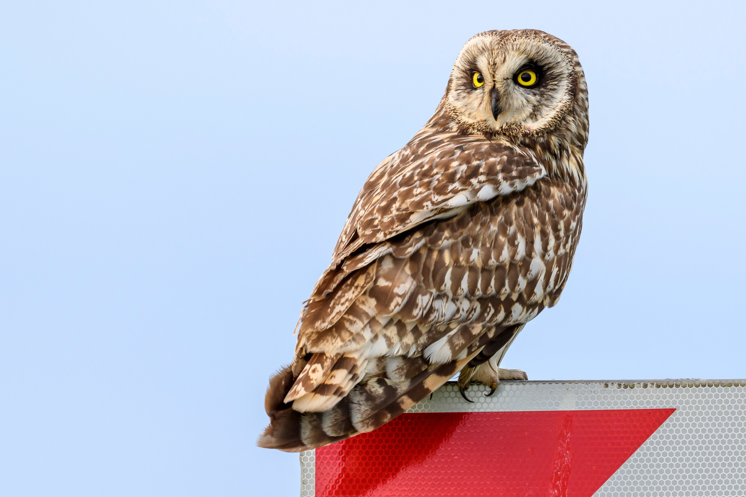 Фотосессия совы. Фотограф Сергей Пупонин