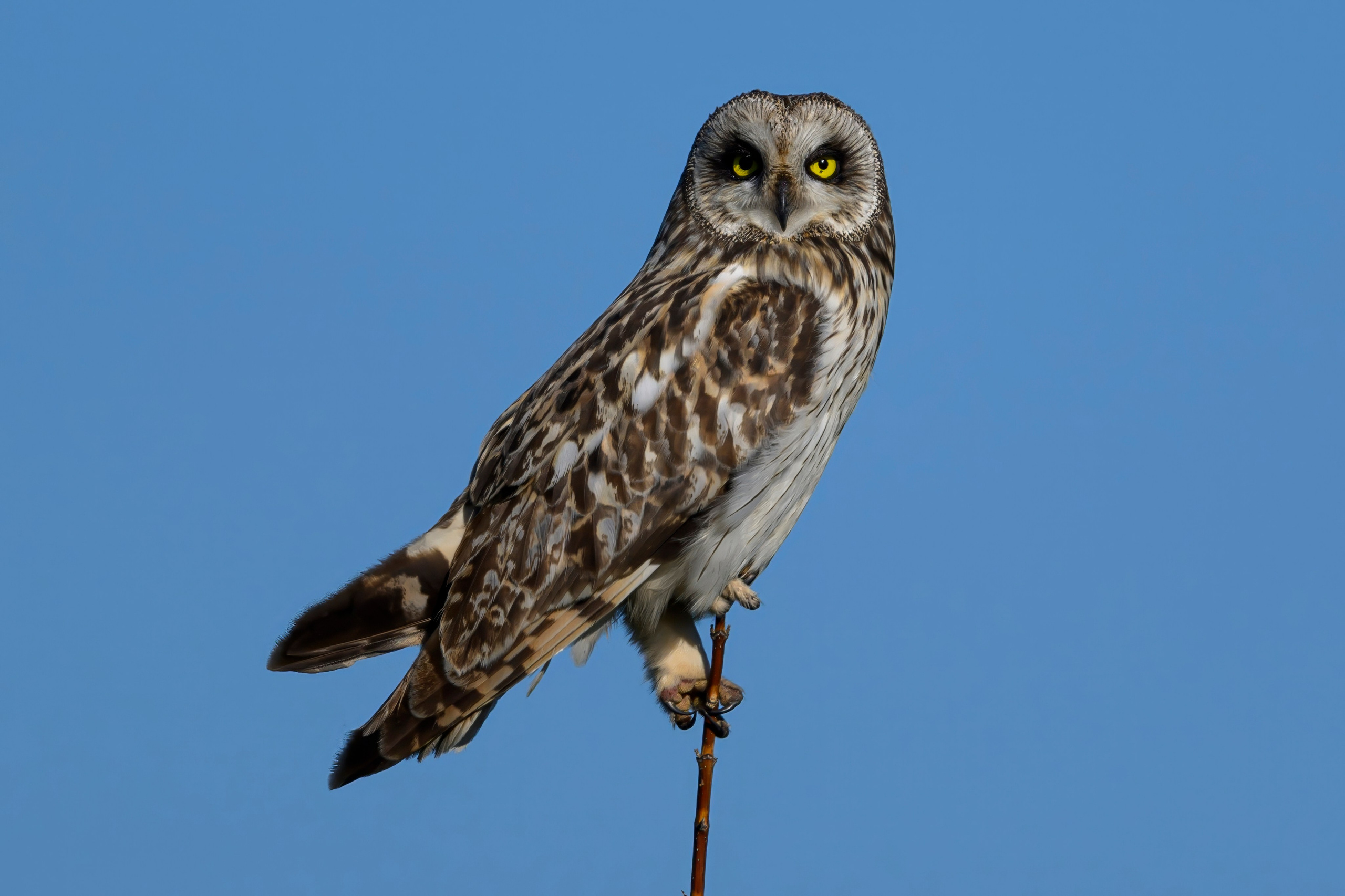 Совы и полевые птицы. Wildlife photography by Sergey Puponin