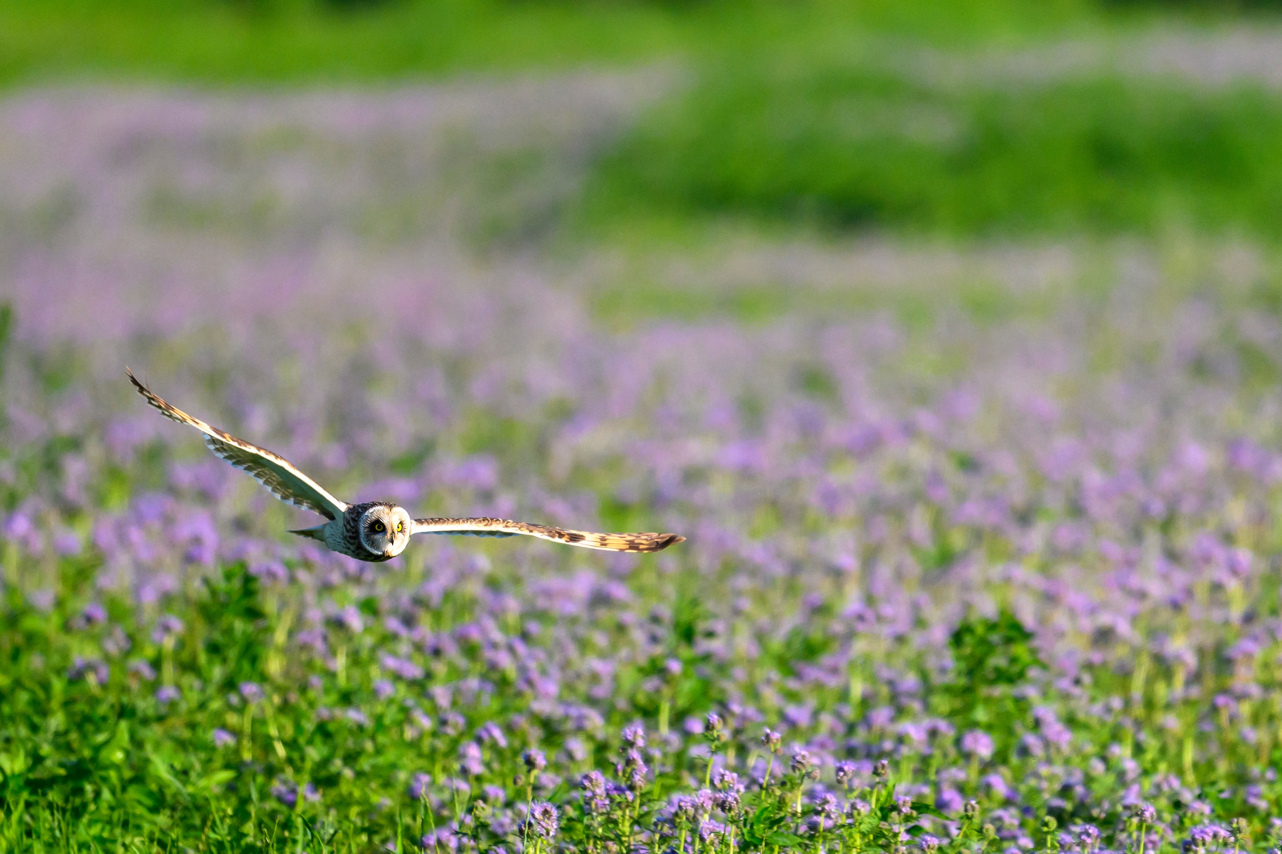 Охота совы. Wildlife photography by Sergey Puponin
