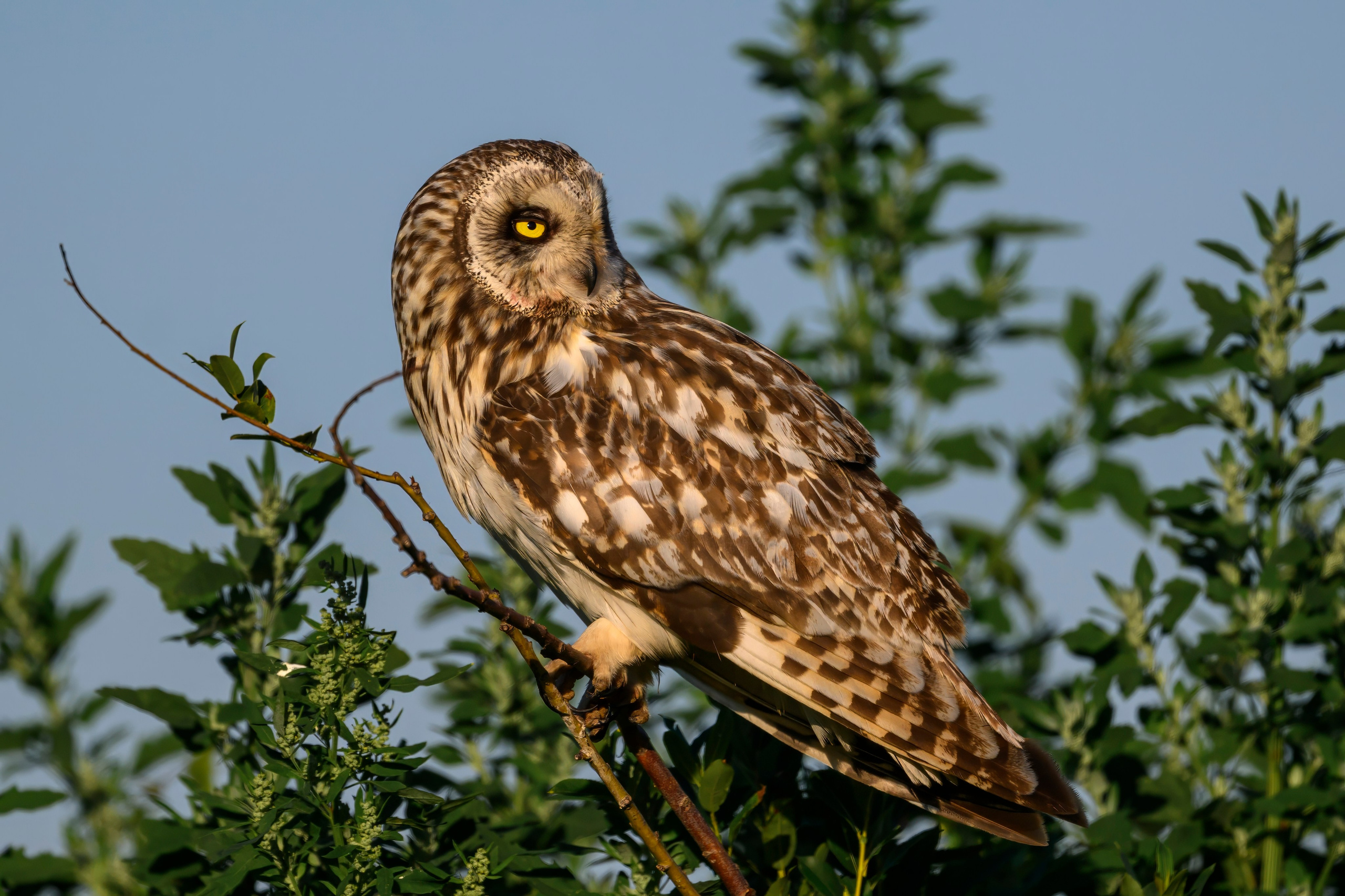 Утренний моцион совы. Owl's morning routine. Фотограф Сергей Пупонин