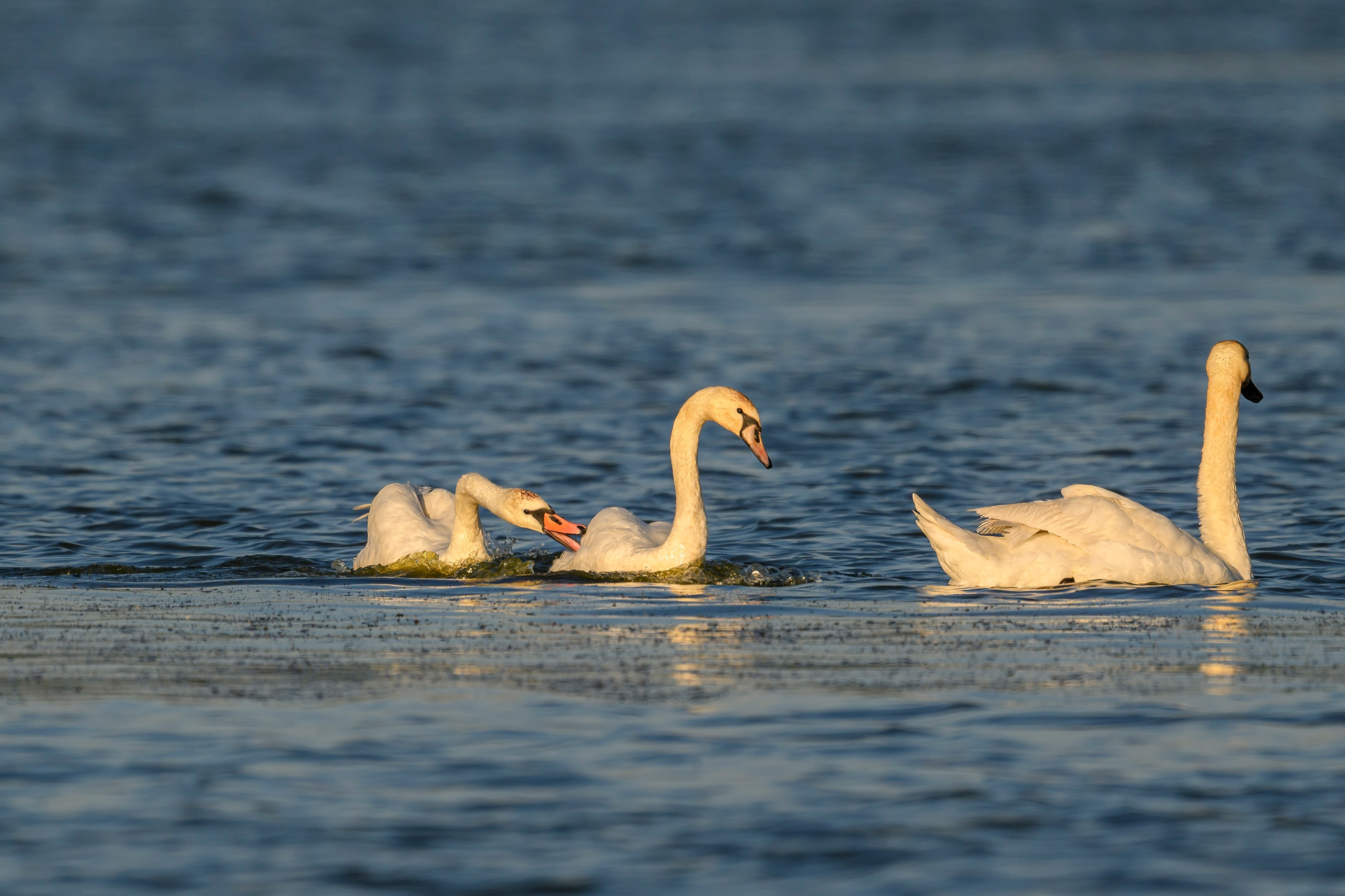 Совы и лебеди. Wildlife photography by Sergey Puponin