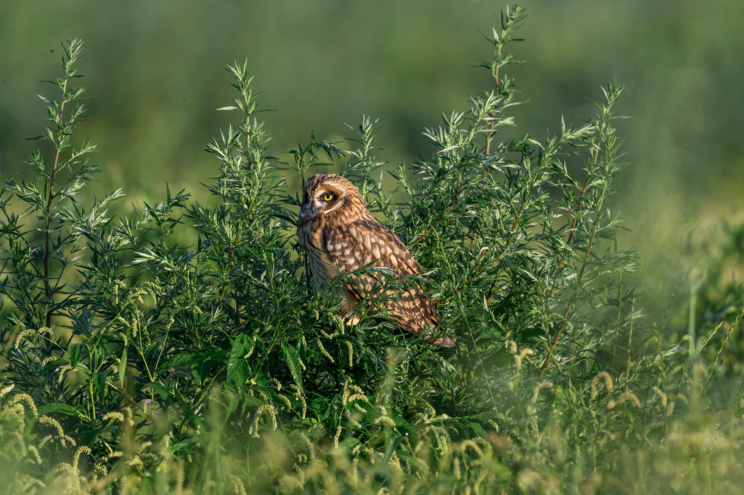Битва сов и кормление совят. The Owl Battle and Feeding the Nestlings. Wildlife photography by Sergey Puponin