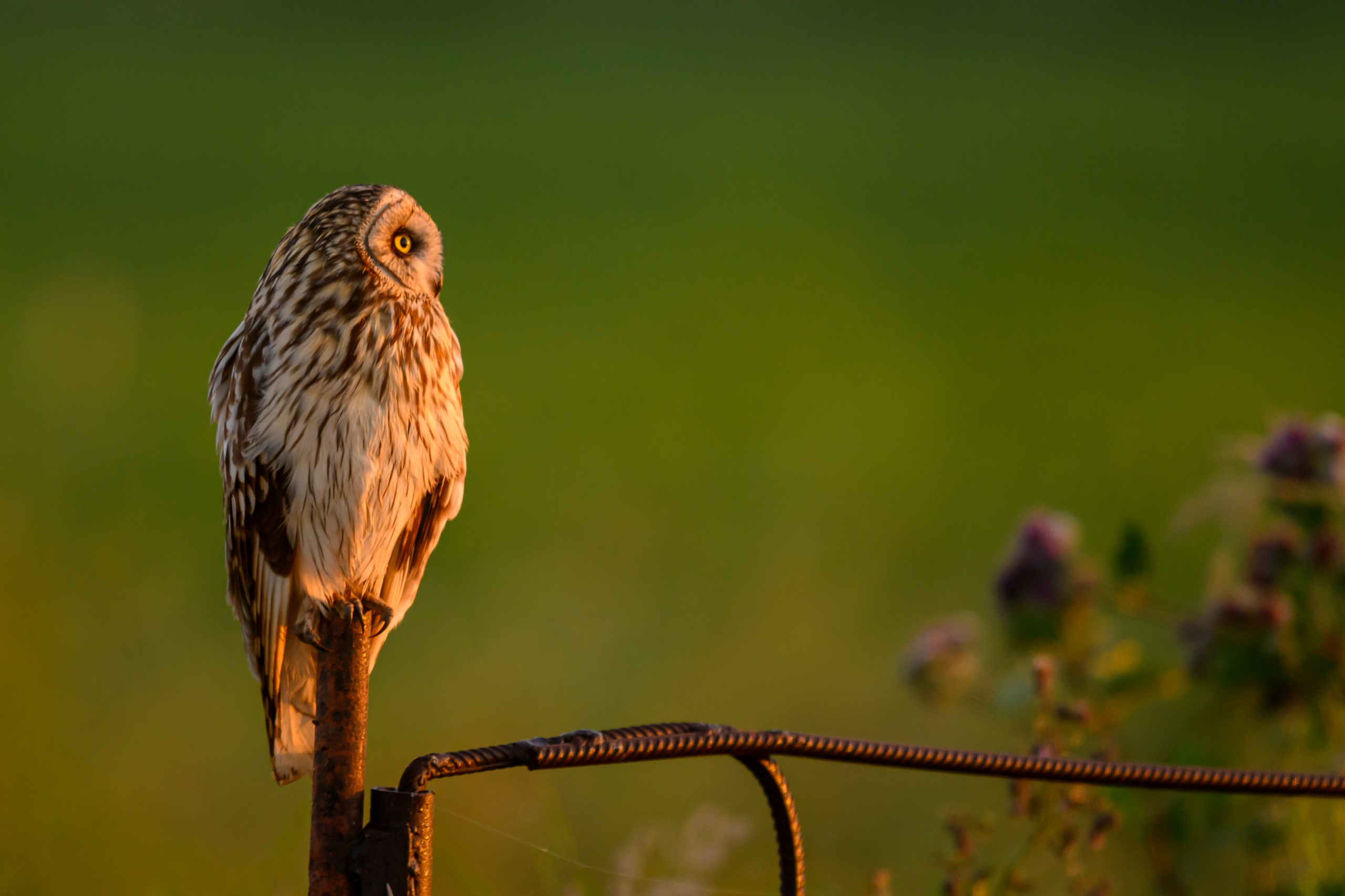 Битва сов и кормление совят. The Owl Battle and Feeding the Nestlings. Wildlife photography by Sergey Puponin