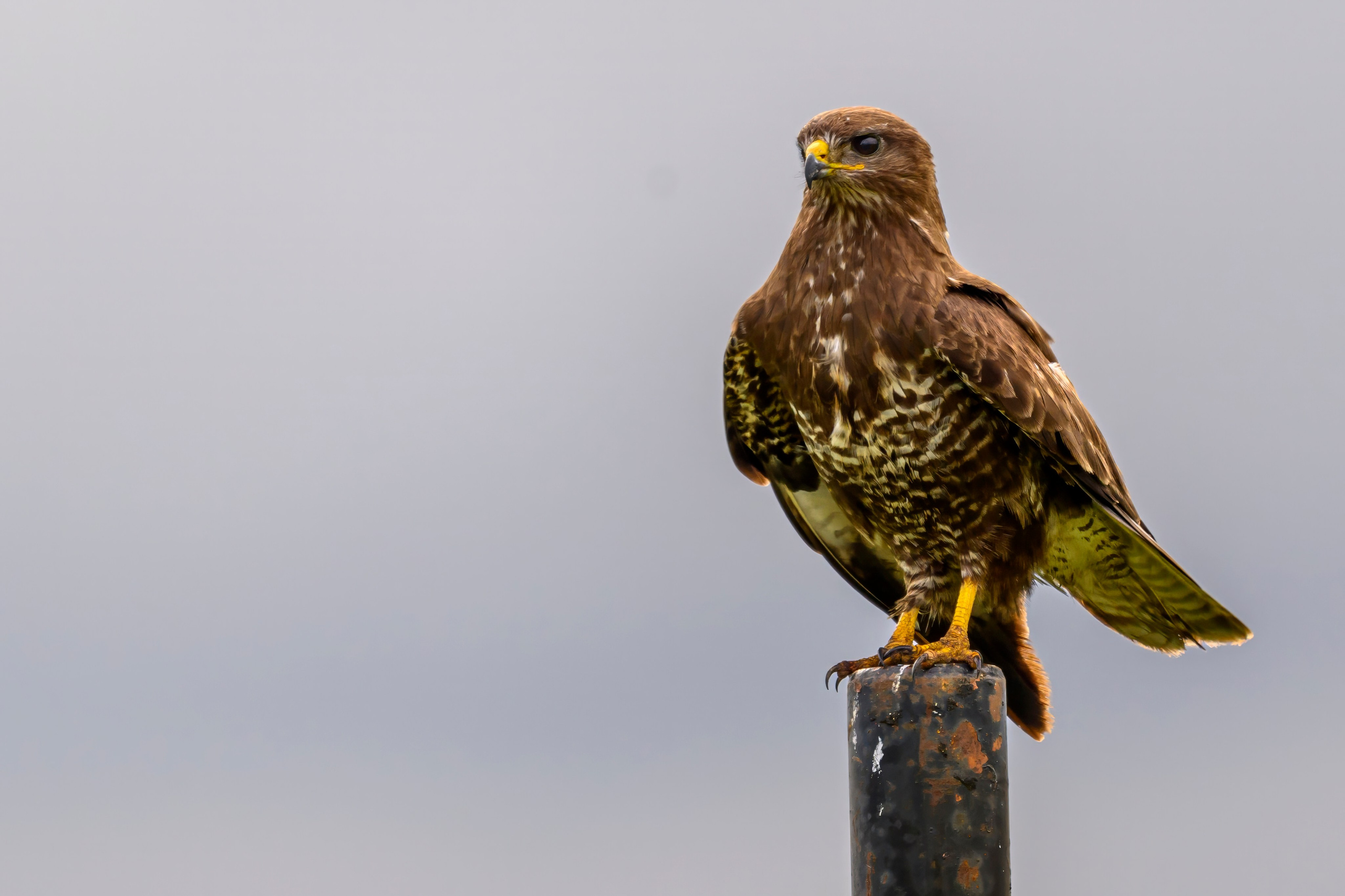 После урагана. After the hurricane. Фотограф Сергей Пупонин