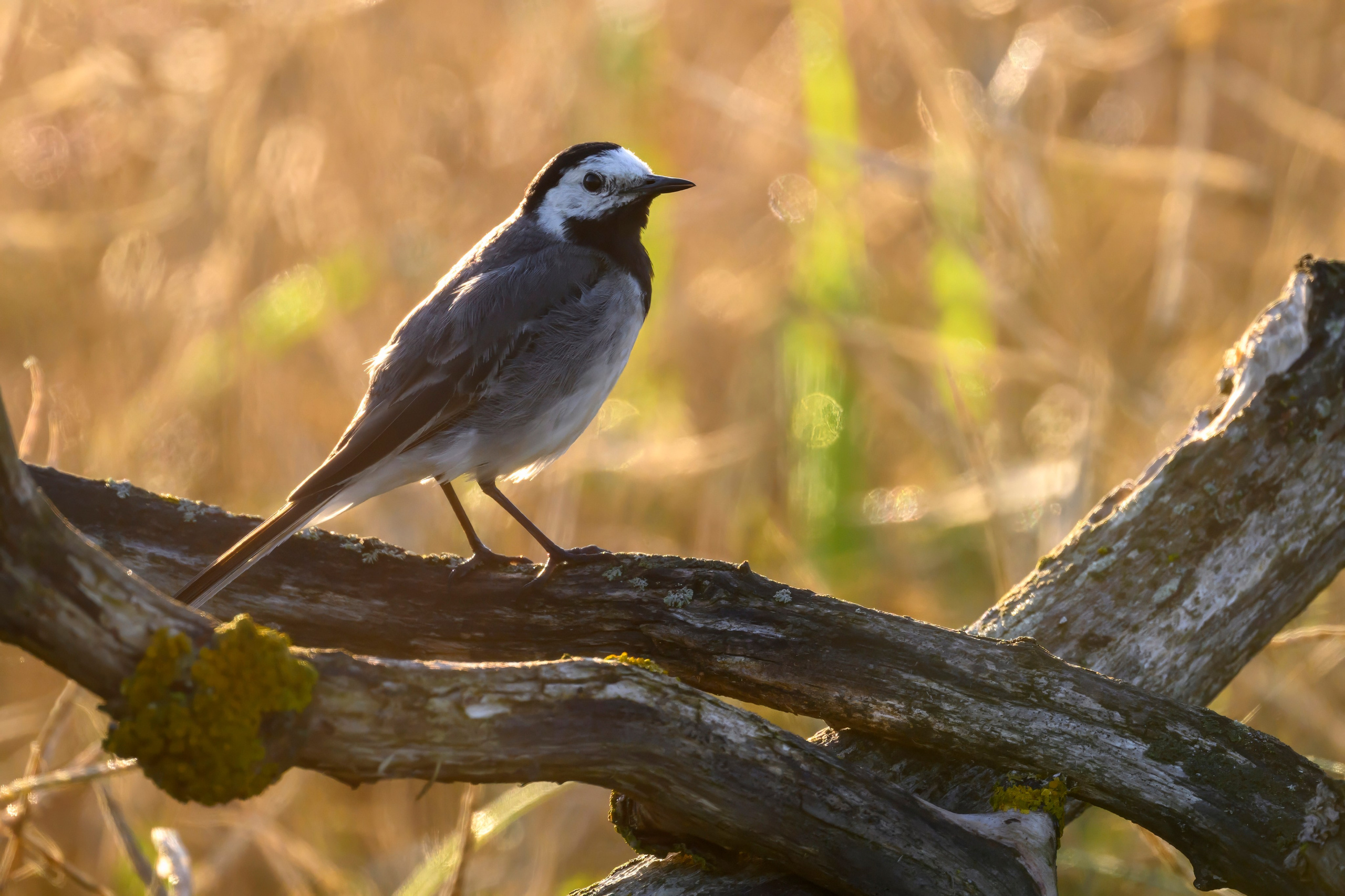Совы и слетки. Owls and nestlings. Wildlife photography by Sergey Puponin