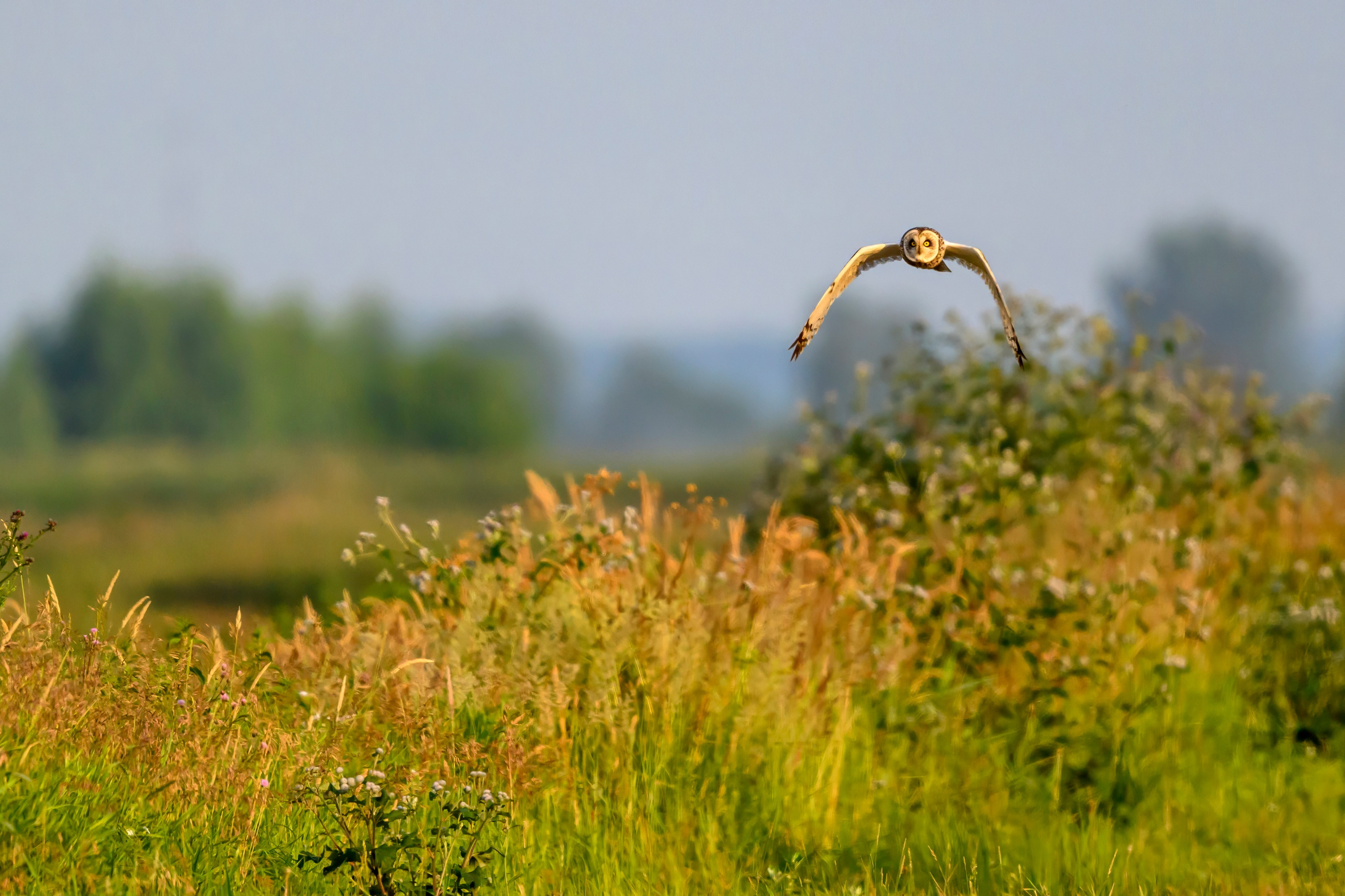 Совы и аисты. Owls and Storks. Wildlife photography by Sergey Puponin