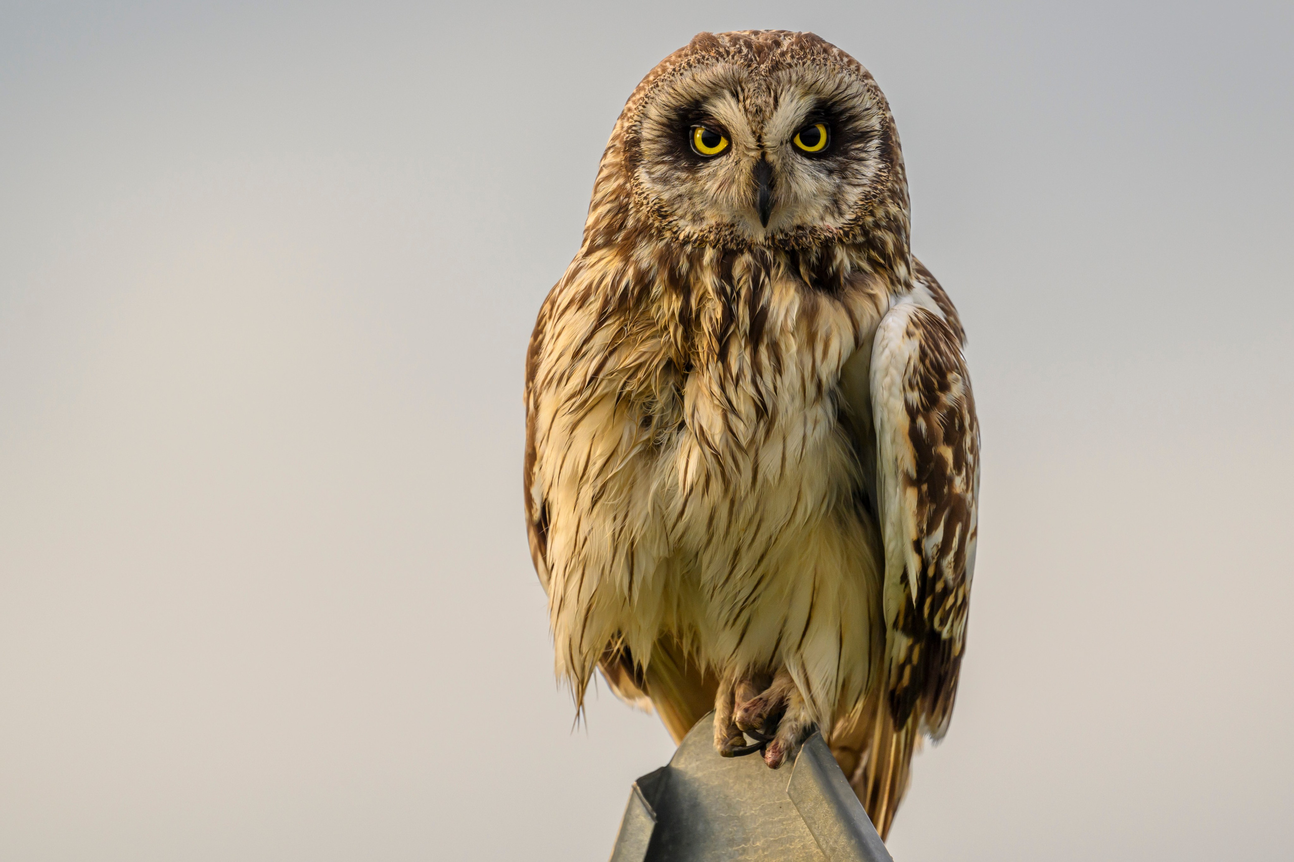 Фотосессия совы. Фотограф Сергей Пупонин