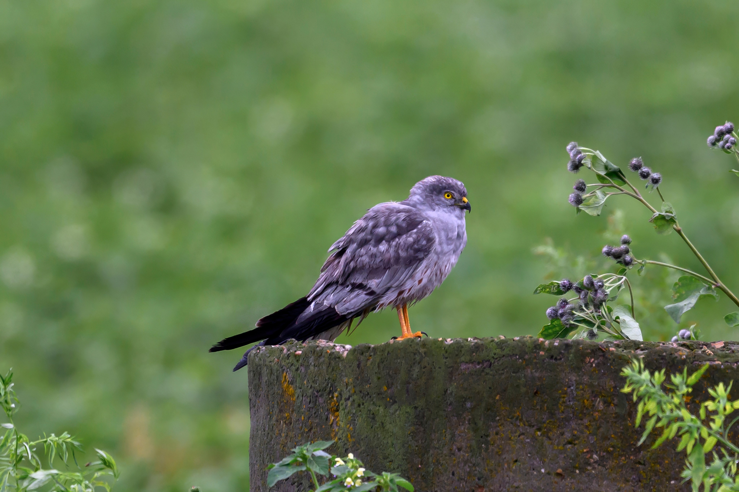После урагана. After the hurricane. Фотограф Сергей Пупонин
