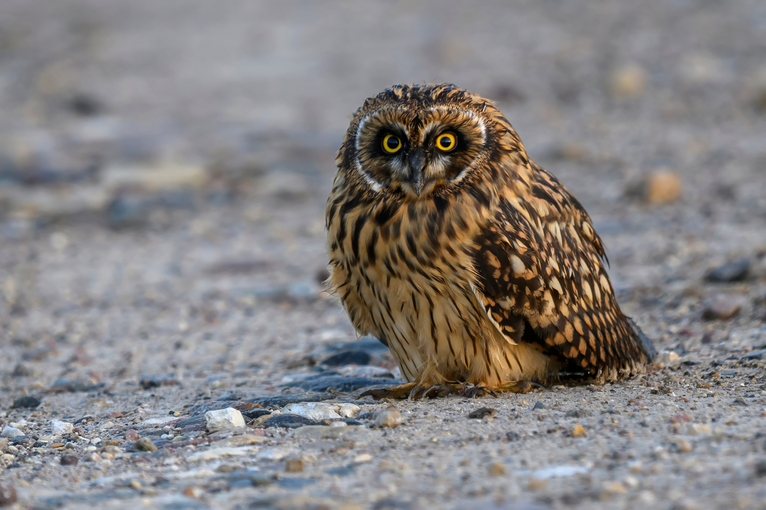Совы и слетки. Owls and nestlings. Wildlife photography by Sergey Puponin