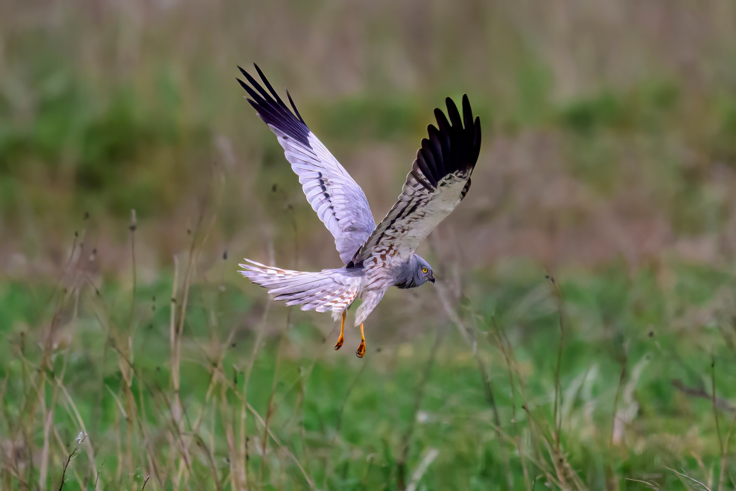 Лунь атакует сову. Фотограф Сергей Пупонин