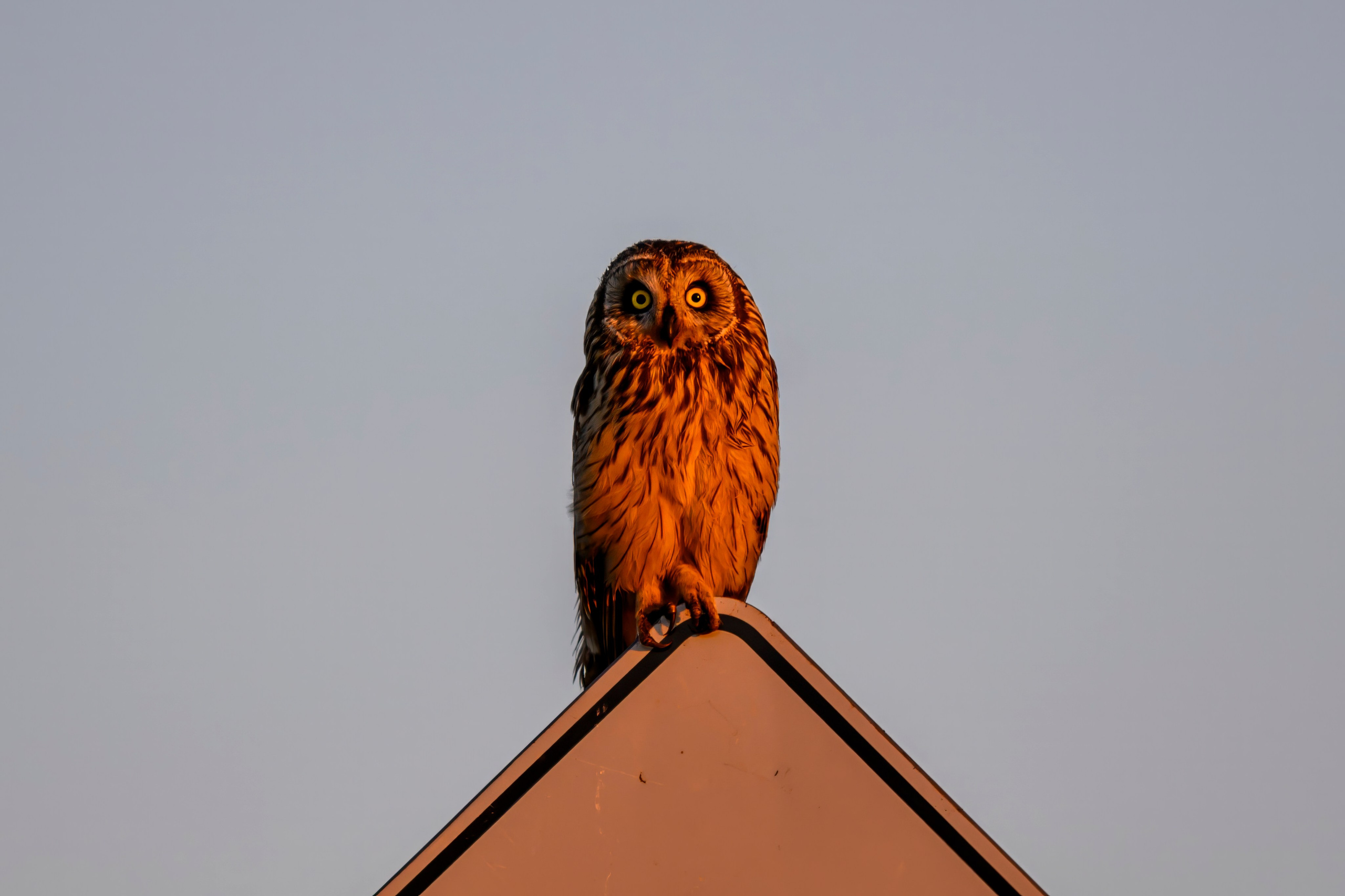Утренний моцион совы. Owl's morning routine. Фотограф Сергей Пупонин