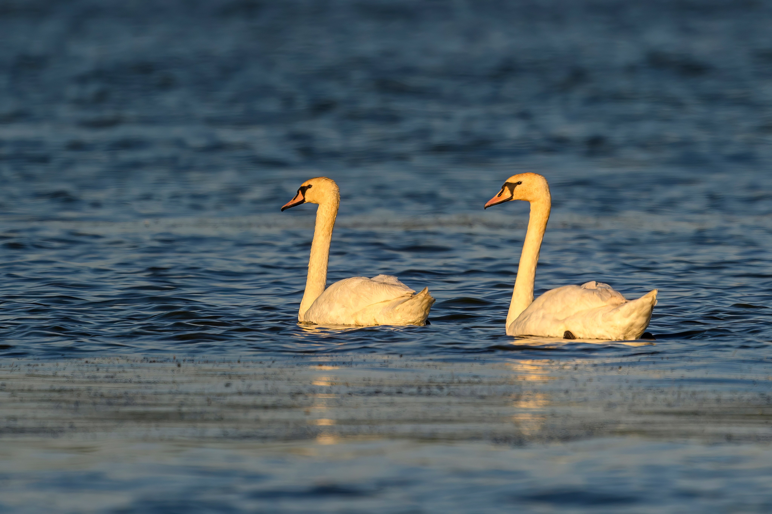 Совы и лебеди. Wildlife photography by Sergey Puponin