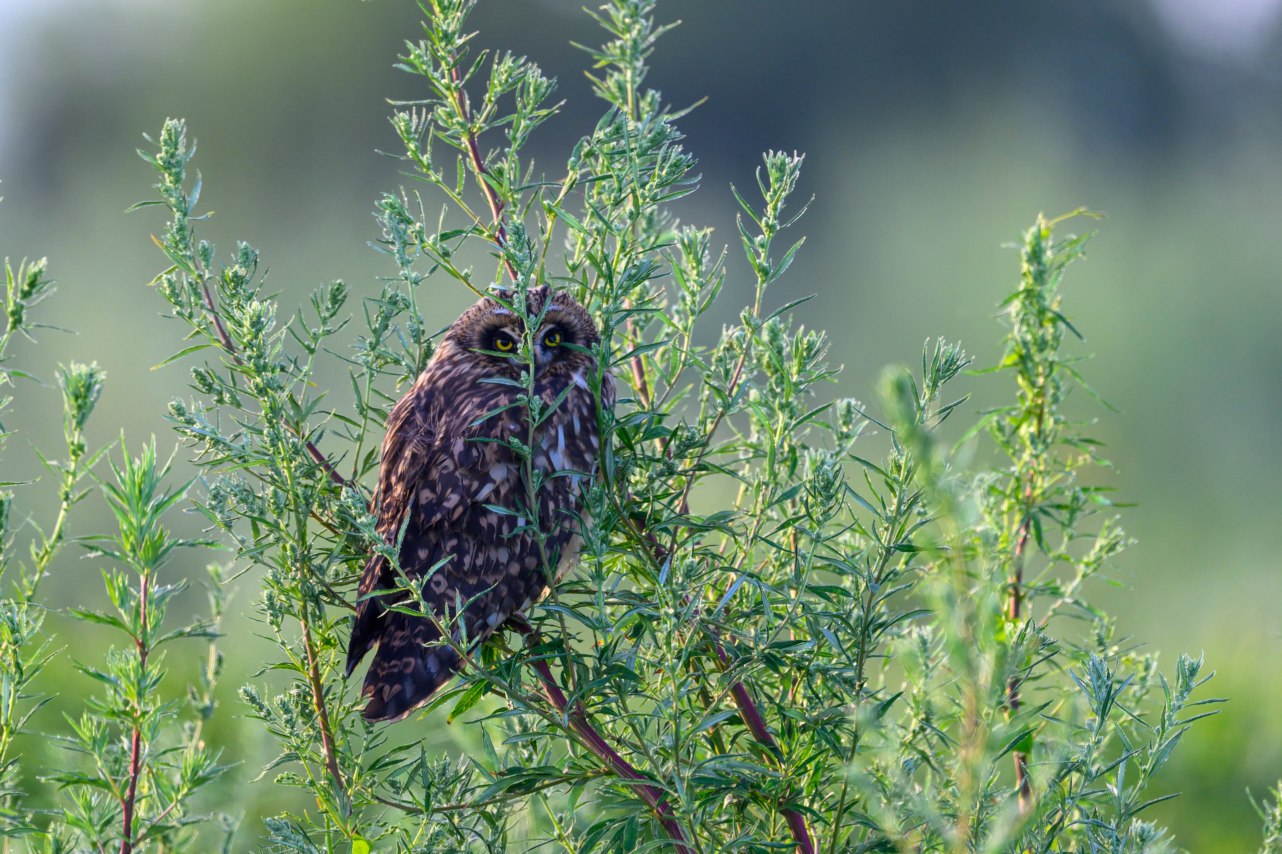 Битва сов и кормление совят. The Owl Battle and Feeding the Nestlings. Wildlife photography by Sergey Puponin