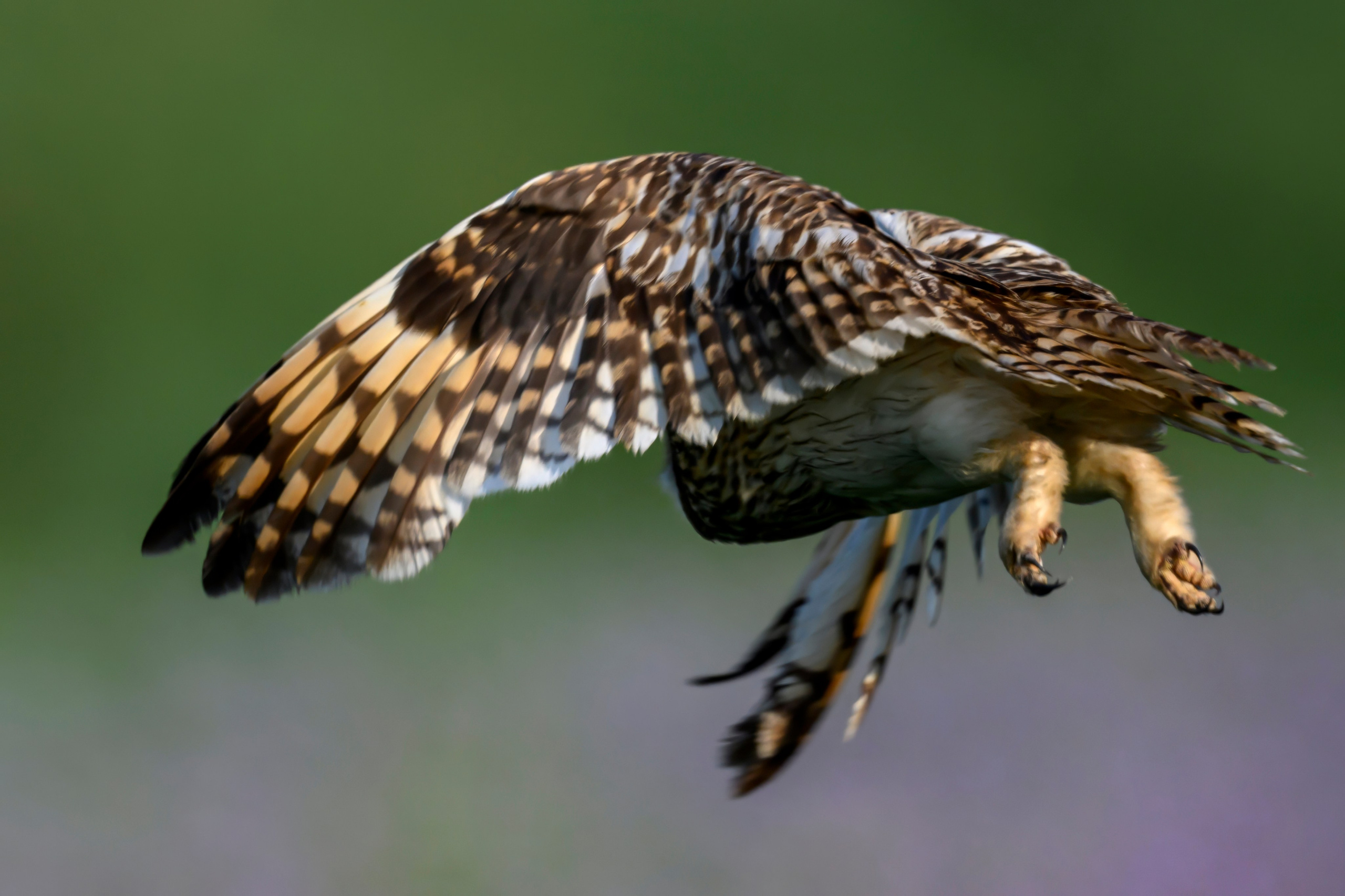 Совы на рассвете. Wildlife photography by Sergey Puponin
