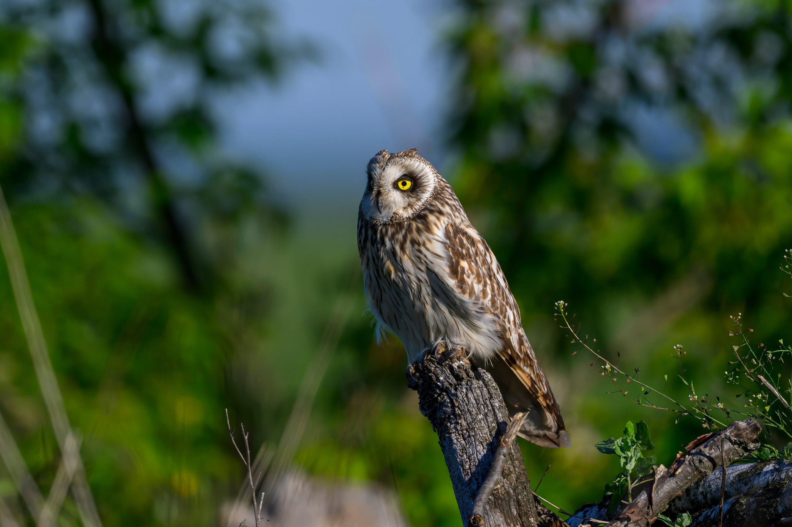 Совы и полевые птицы. Wildlife photography by Sergey Puponin