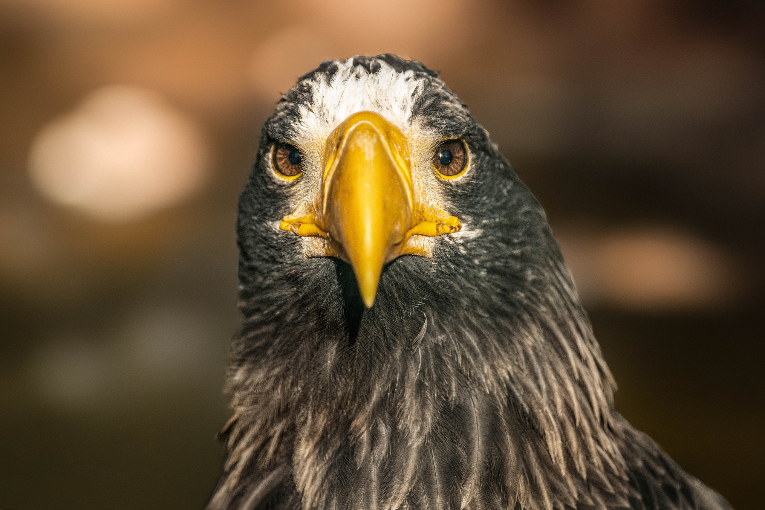 Моя коллекция. Фотограф-АниМалист Анна Абрамова