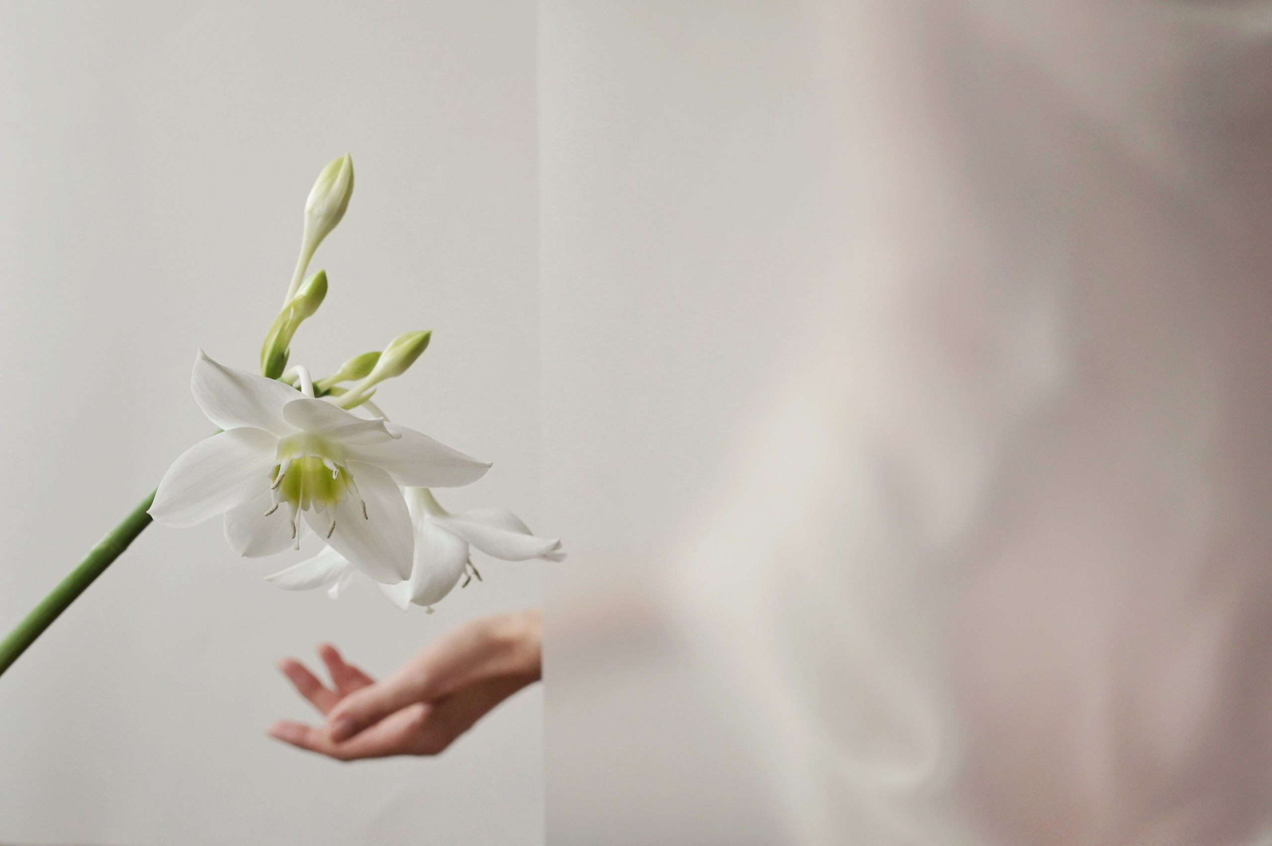 История Алёны Лучининой