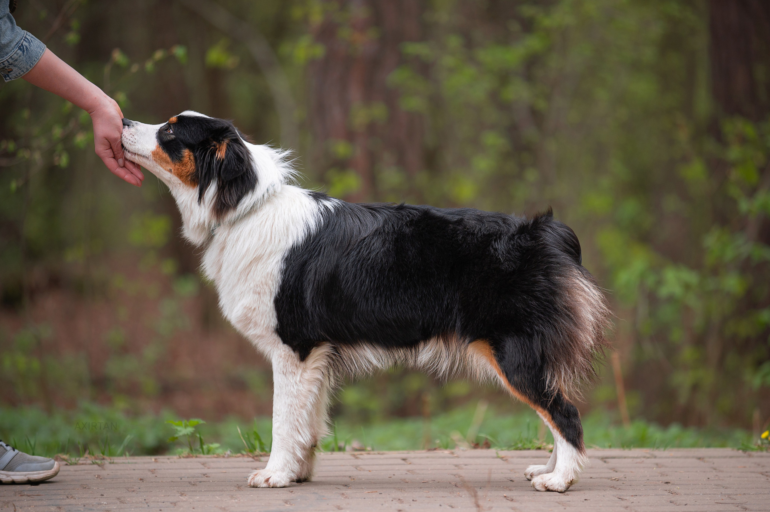 Рави. BLGKV питомник собак