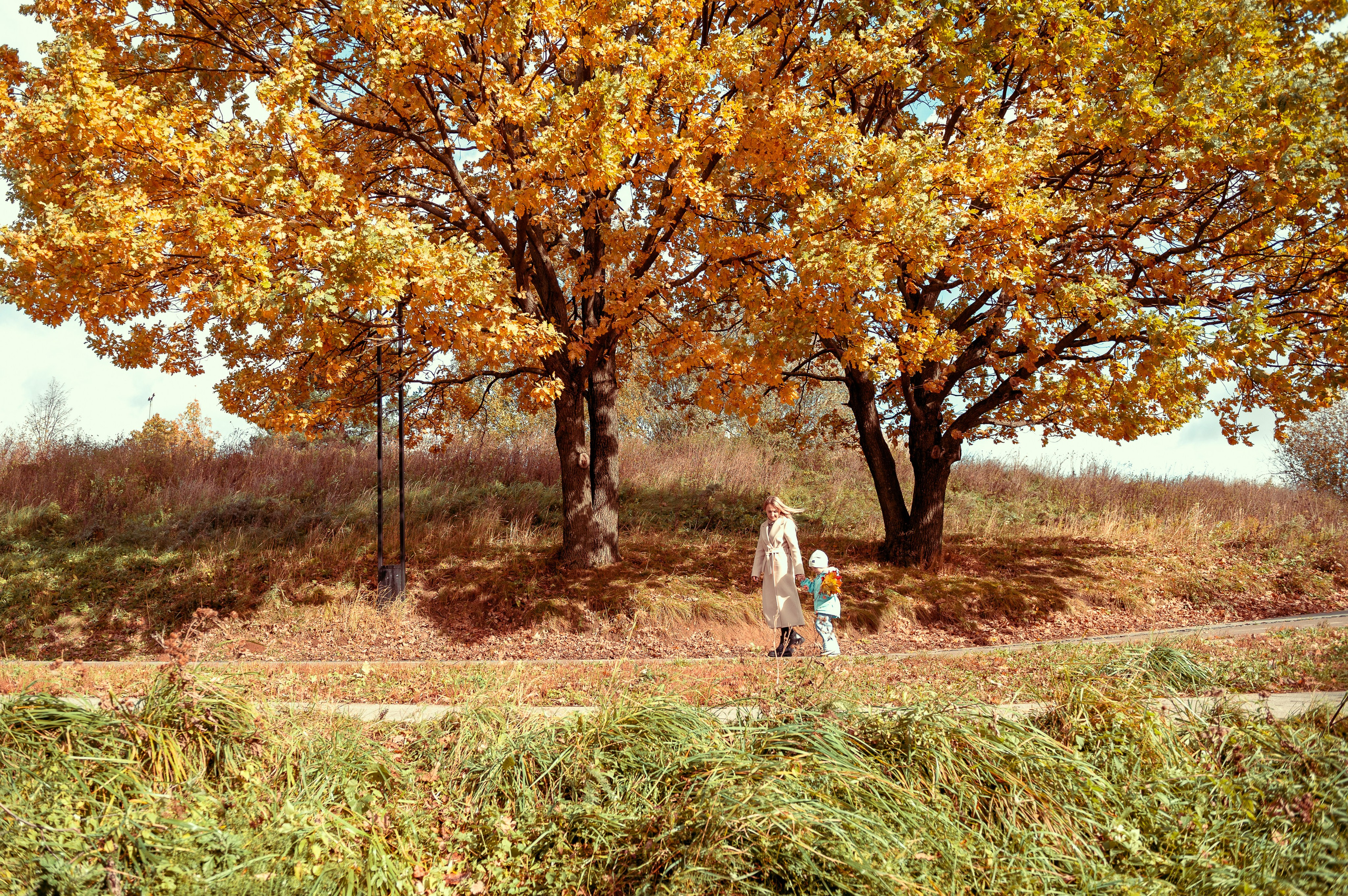 осенняя фотография, на которой изображены два желто-красных дуба и в центре идут мама и маленькая дочка, держась за руку