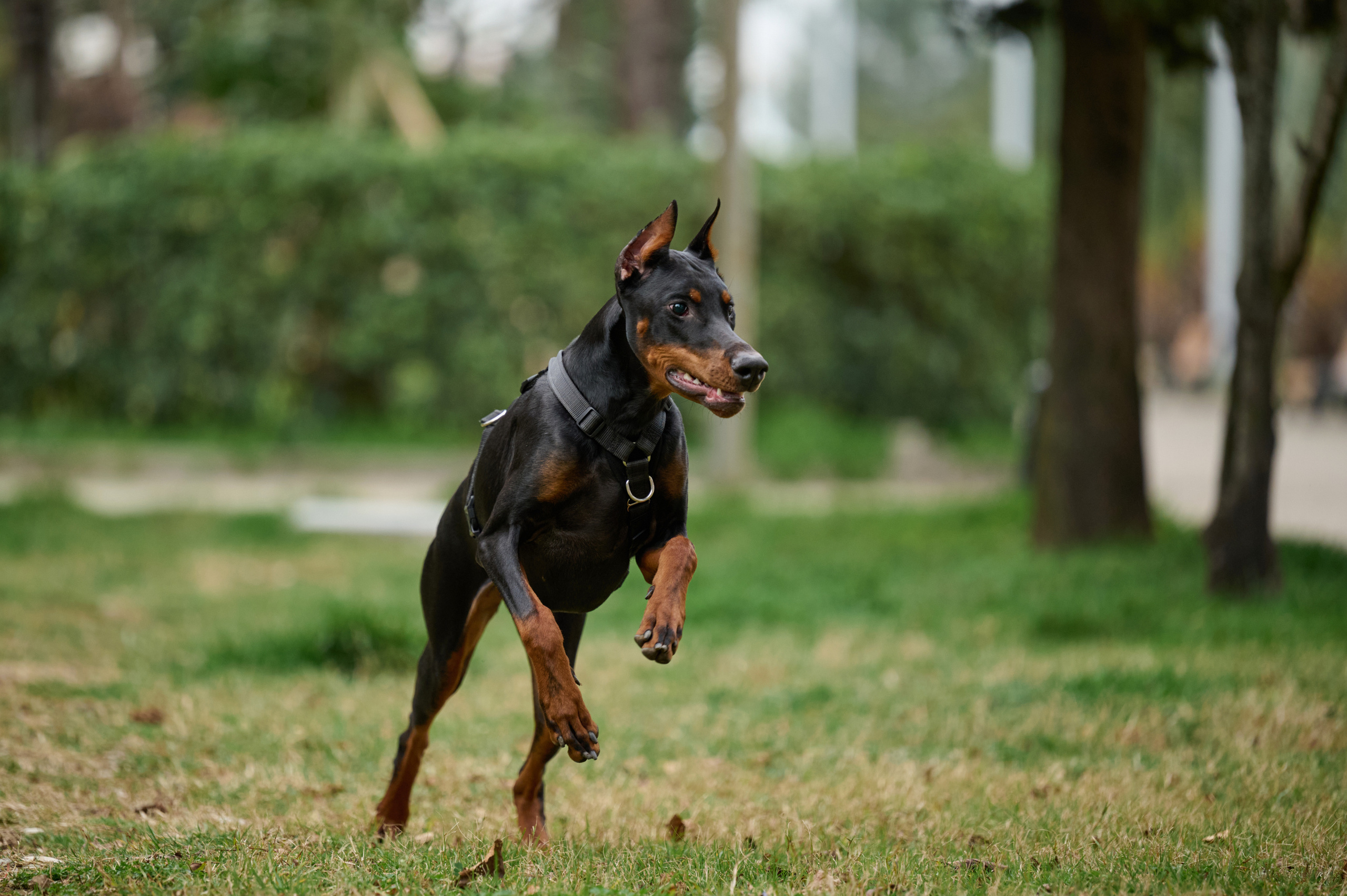 Портфолио. Фотограф анималист в Казани Алина Сулейманова. Фотограф животных
