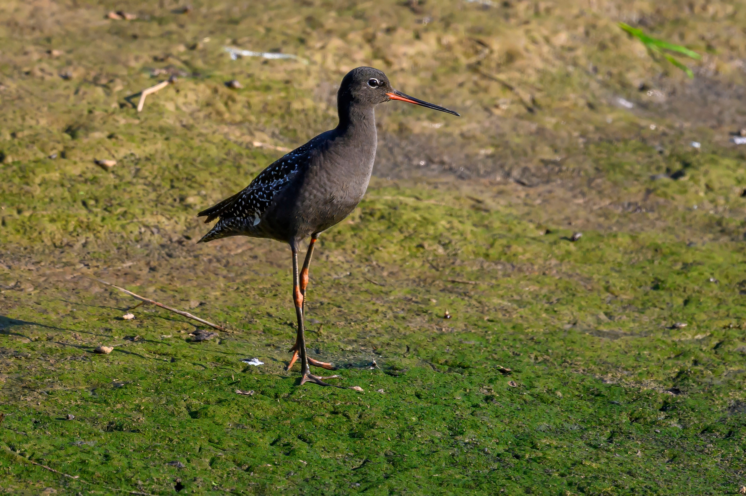 Совы и кулики. Wildlife photography by Sergey Puponin