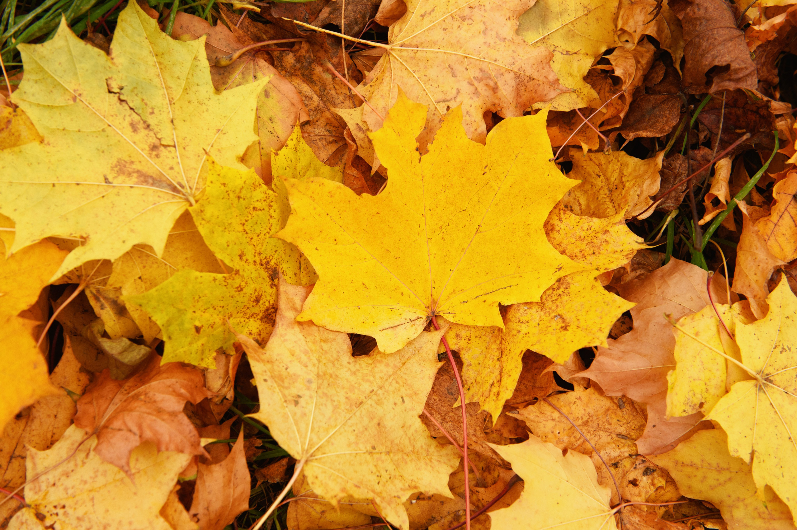 Осенняя школьная фотосъемка. Выпускной школьный альбом в Москве / Школьный фотограф Юлия Михайленко