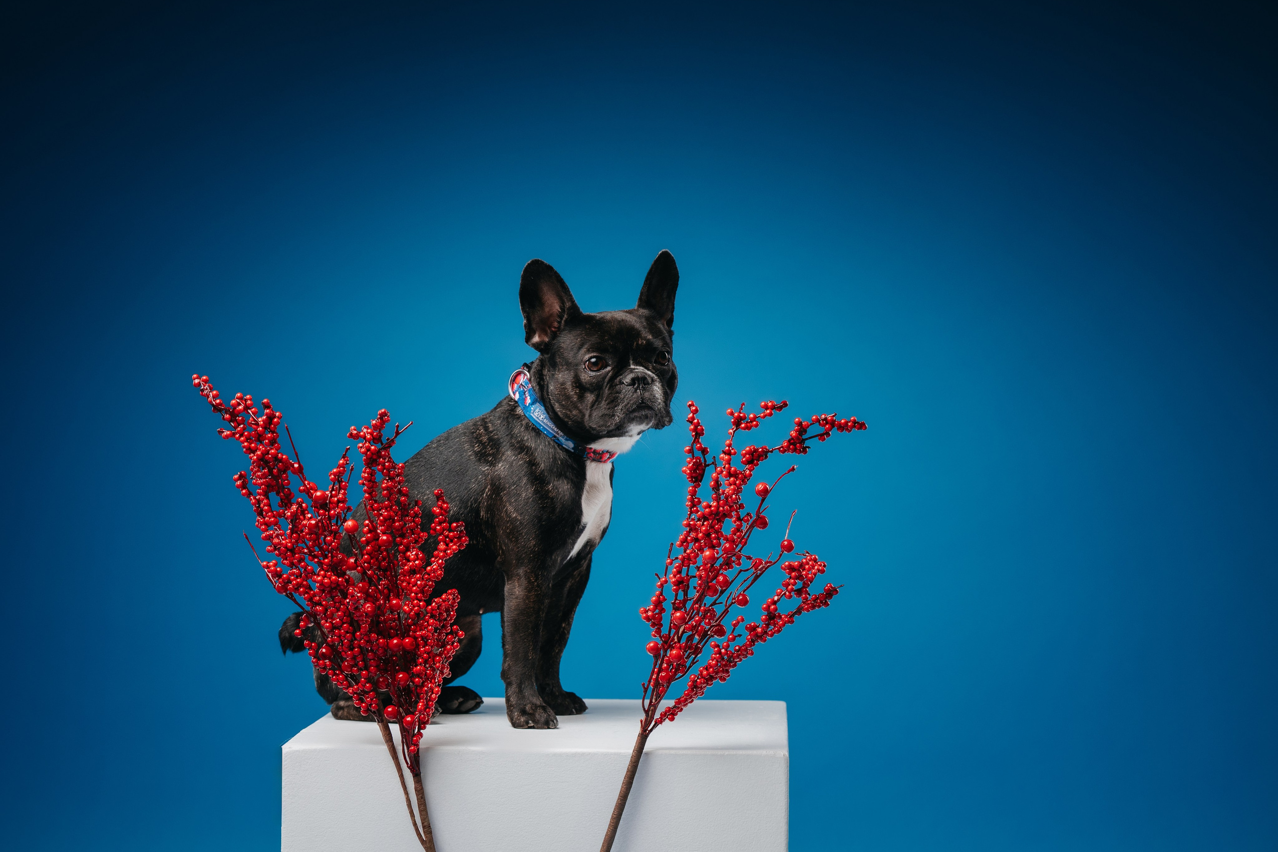 Стоимость. Семейный фотограф анималист Ананьева Мария — Москва