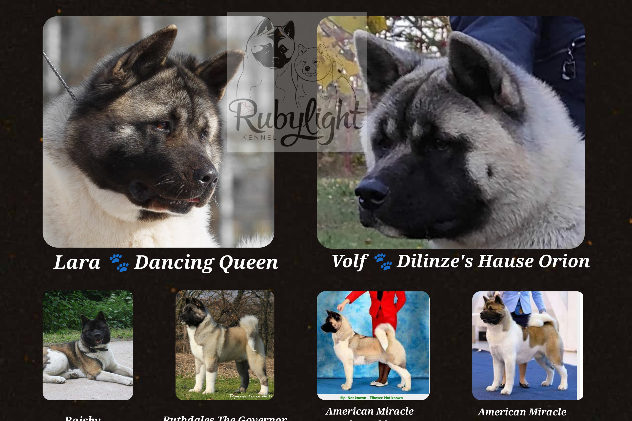 ПОМЕТЫ американских акит. AMERICAN AKITA RUBYLIGHT KENNEL I SHIBA-INU