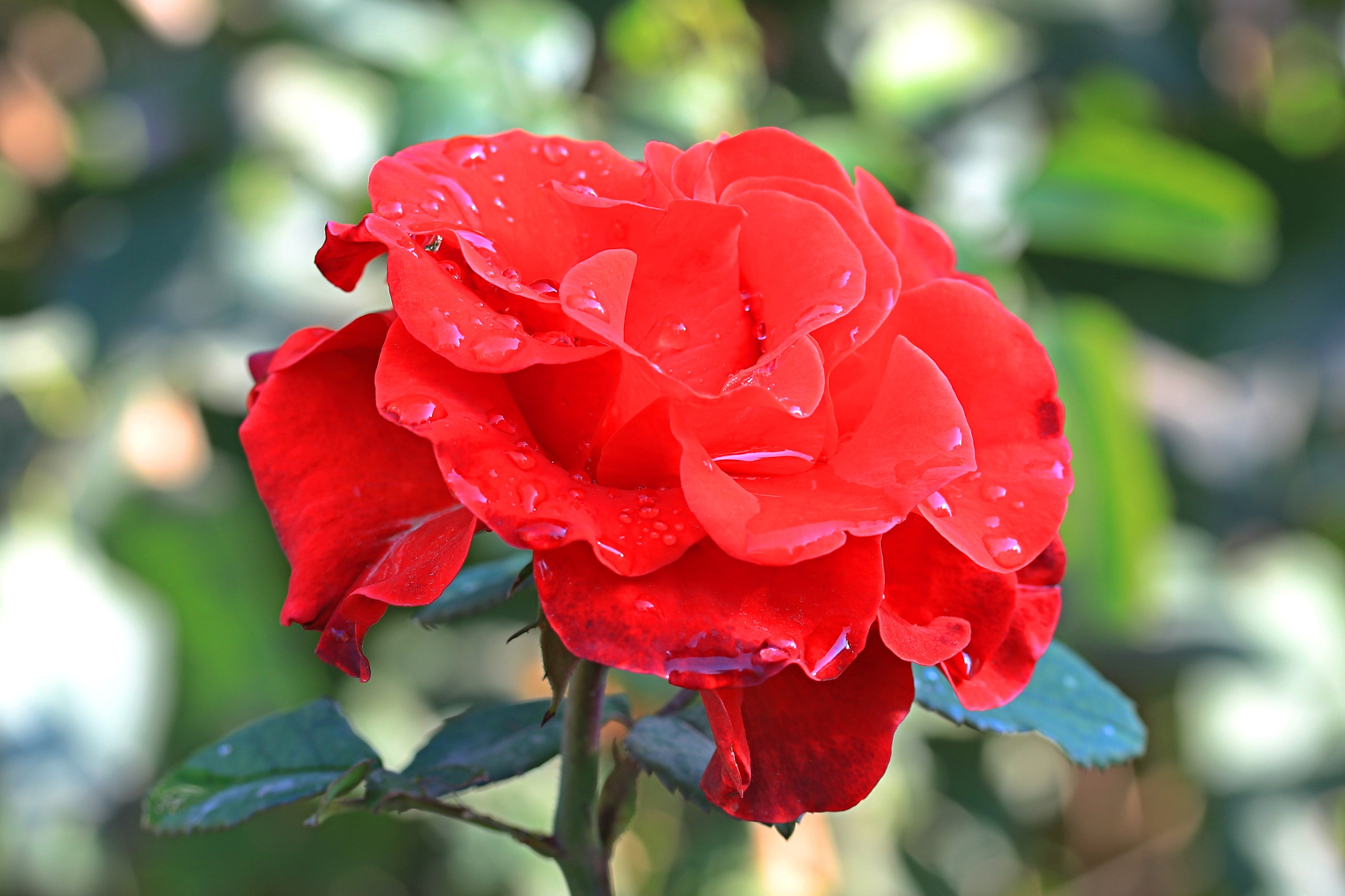 Услуги и «Публичная Оферта». Фото-художник и Репортажный фотограф Николаев Александр Алексеевич