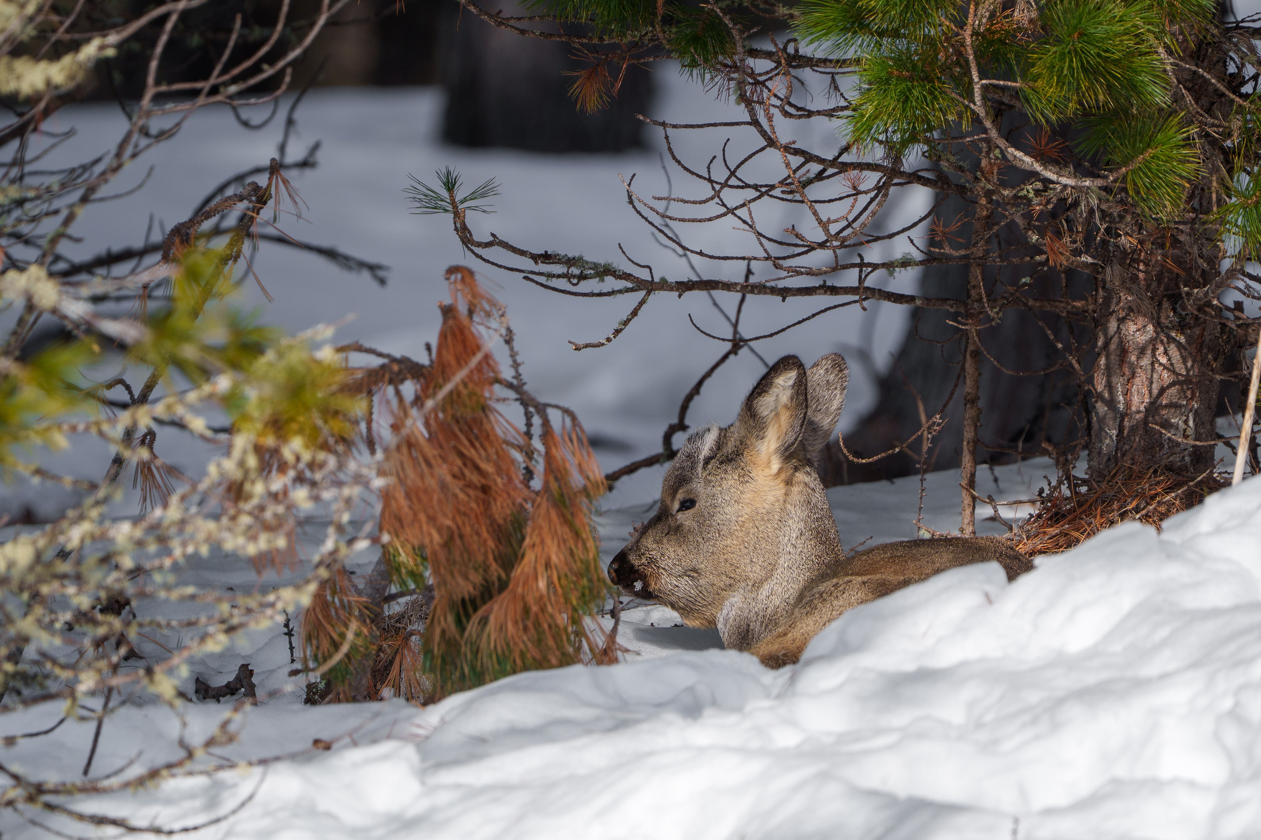 Фотограф Лубсан Чагдуров